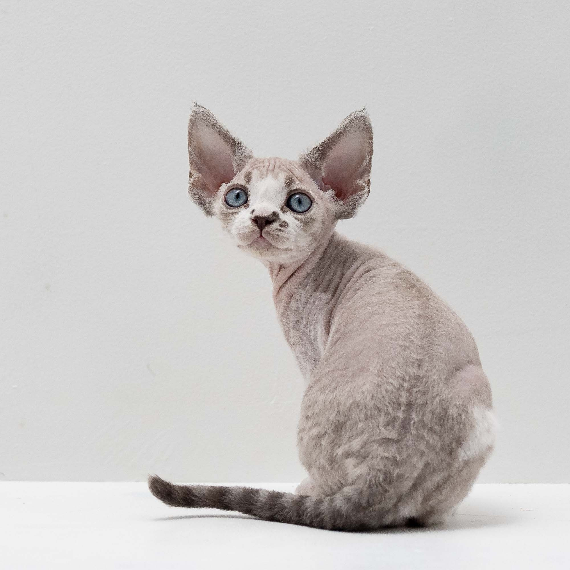 Frank, boy, born on 01.01.25. Devon Rex Pixie Cattery