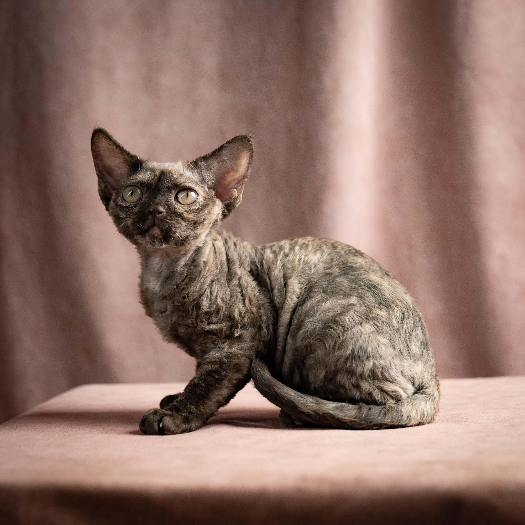 Olivia, girl, born 02.08.26. Devon Rex Pixie Cattery