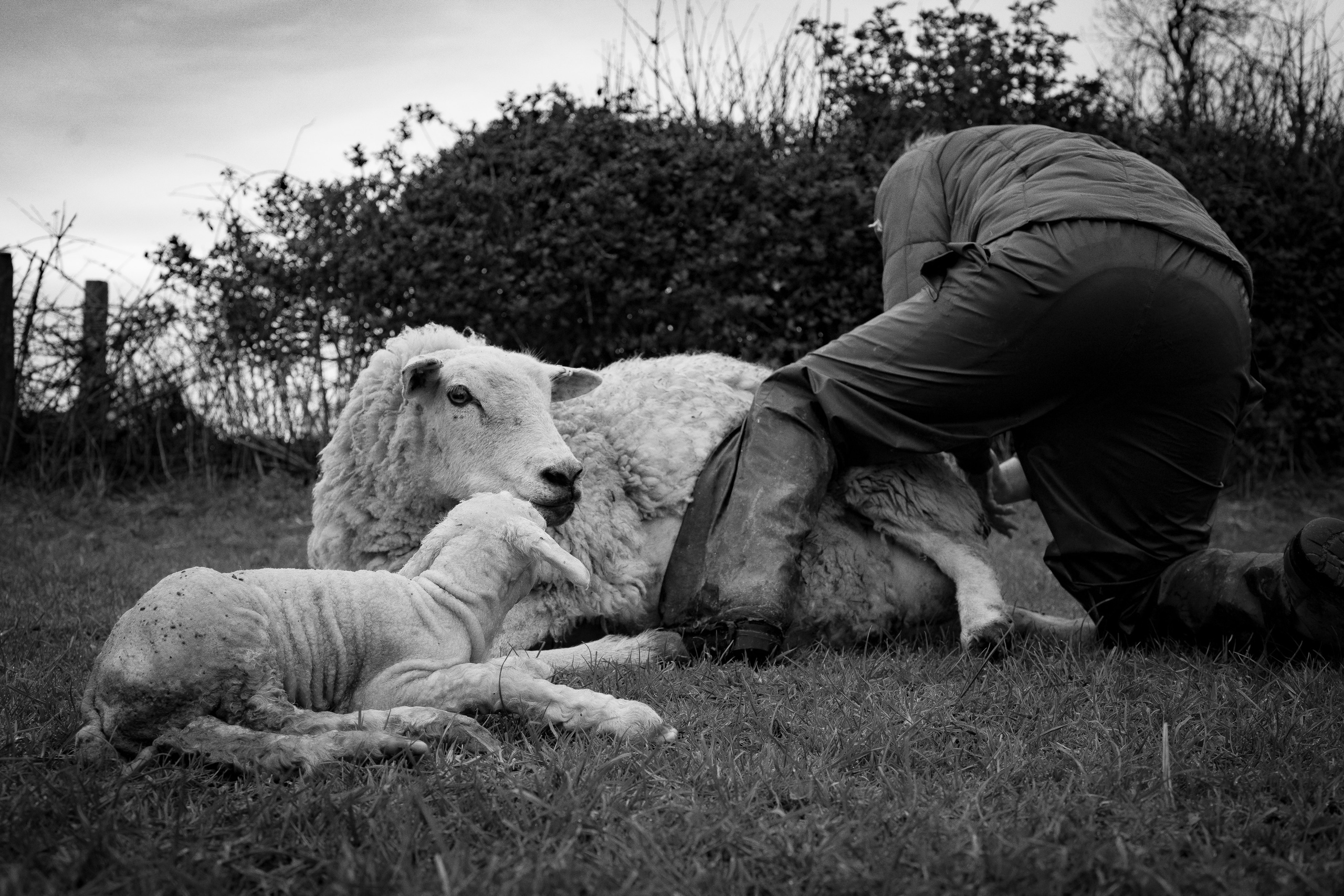 Farming. Ryan Hewitt Photographer
