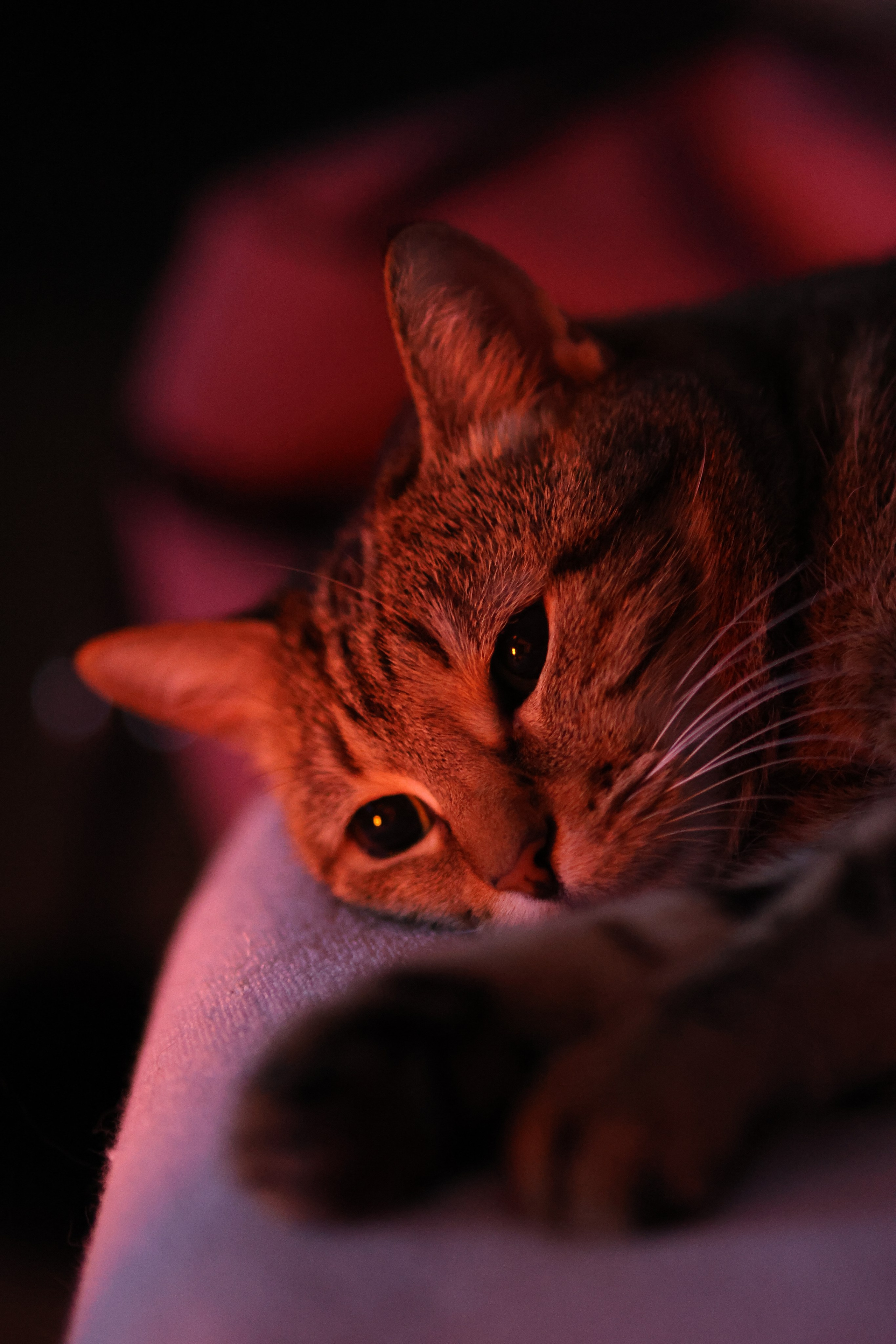 Животные. Марина фотограф из Нюрнберга