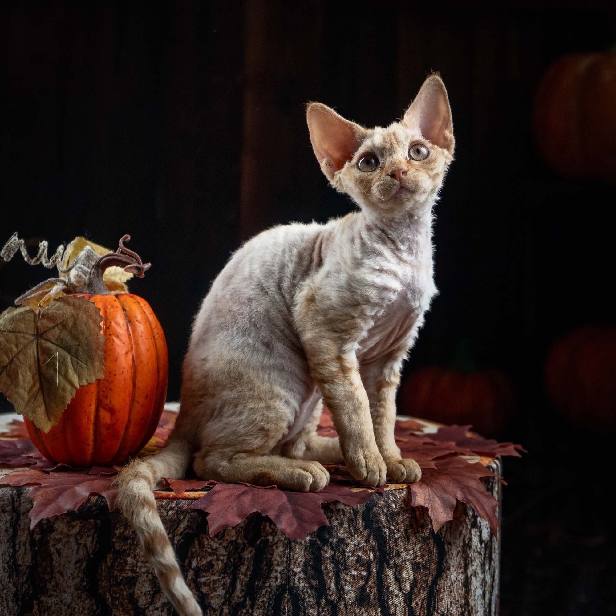 Dorito, boy, born on 06.06.24 SOLD. Devon Rex Pixie Cattery