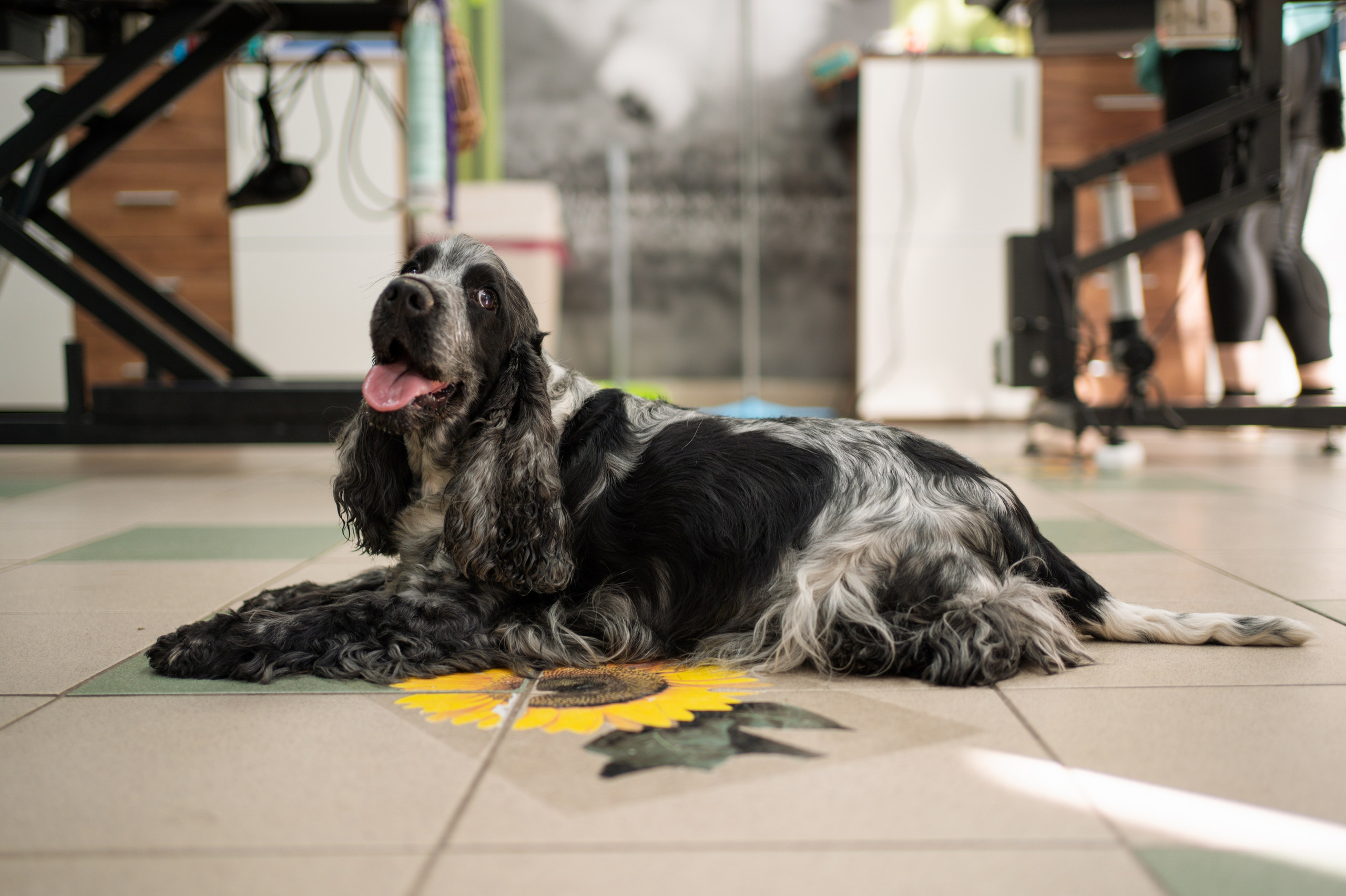 PetGroom Timisoara. Cozac Cristian Photographer