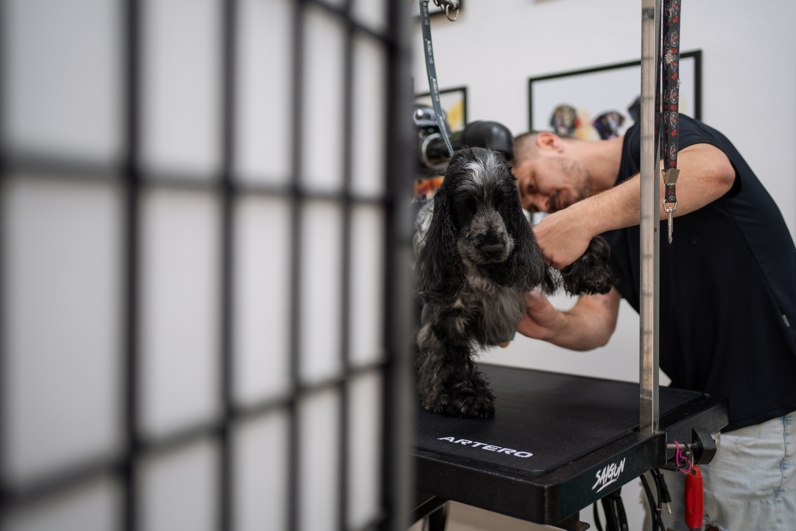 PetGroom Timisoara. Cozac Cristian Photographer