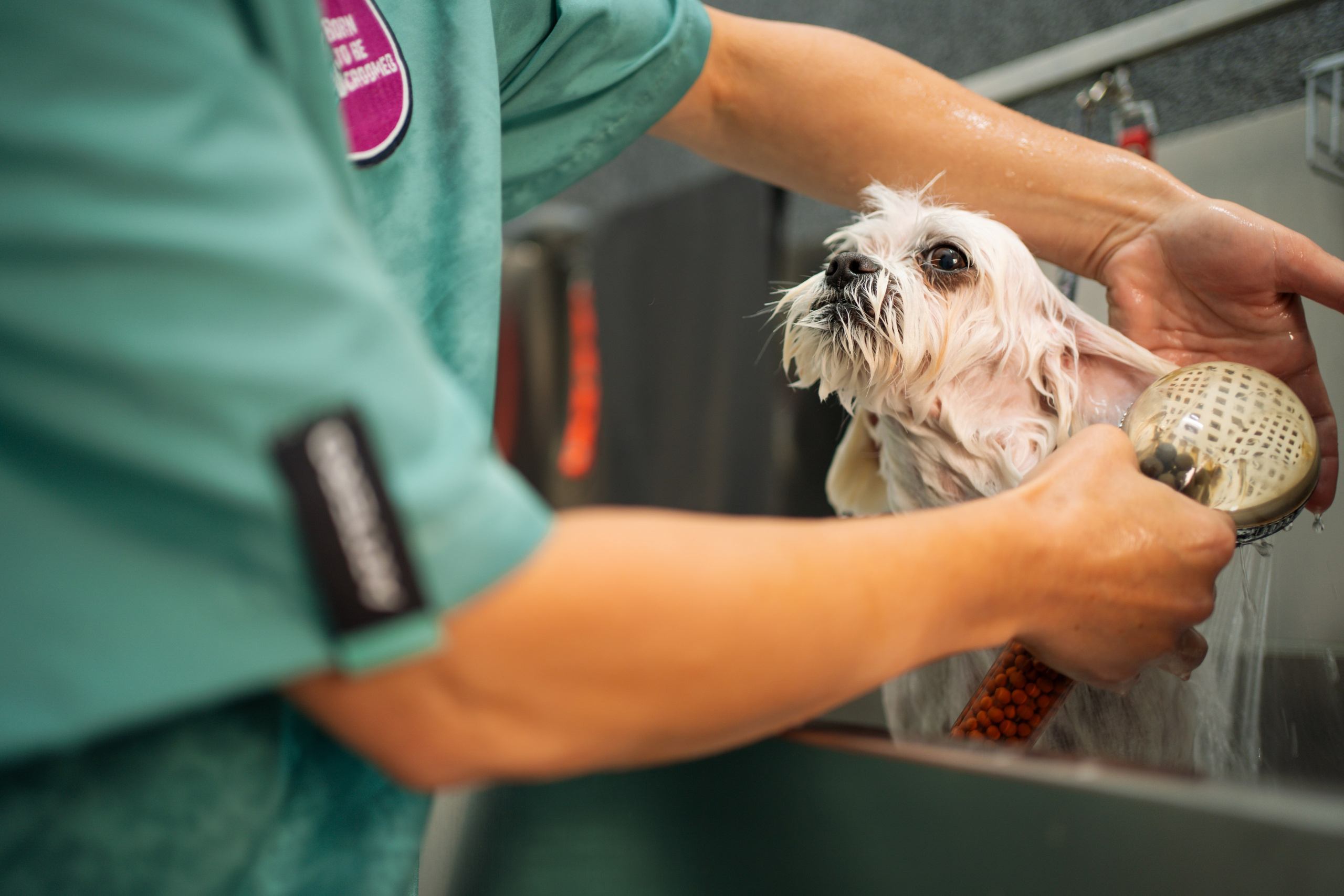 PetGroom Timisoara. Cozac Cristian Photographer