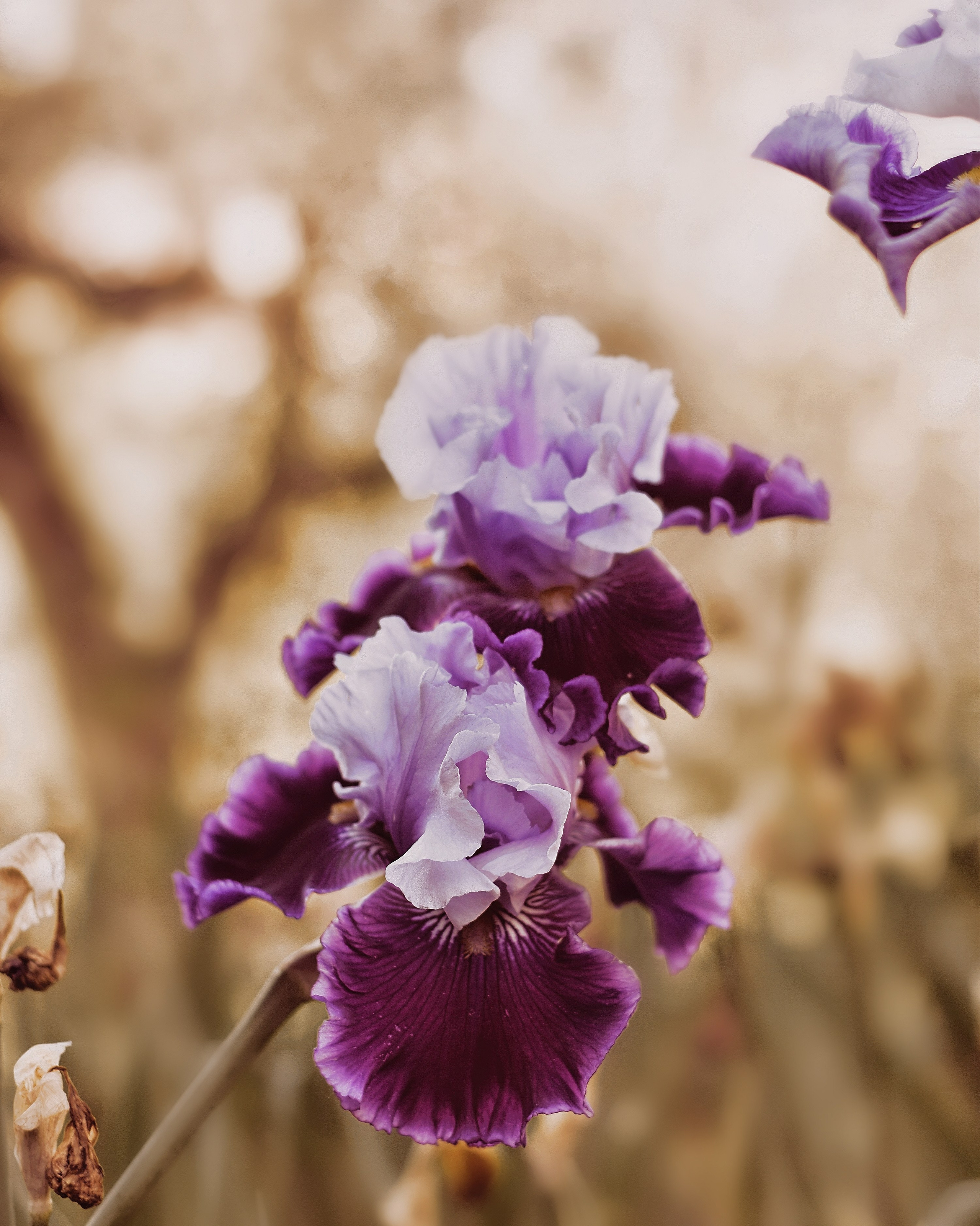 Fotografia Artistica. Ftphoto