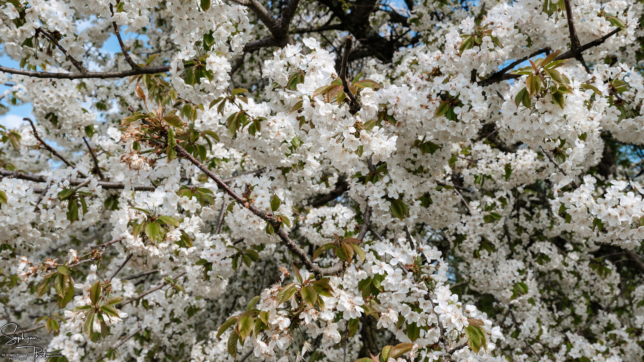 Sedinta foto save the date Andreea&Andrei