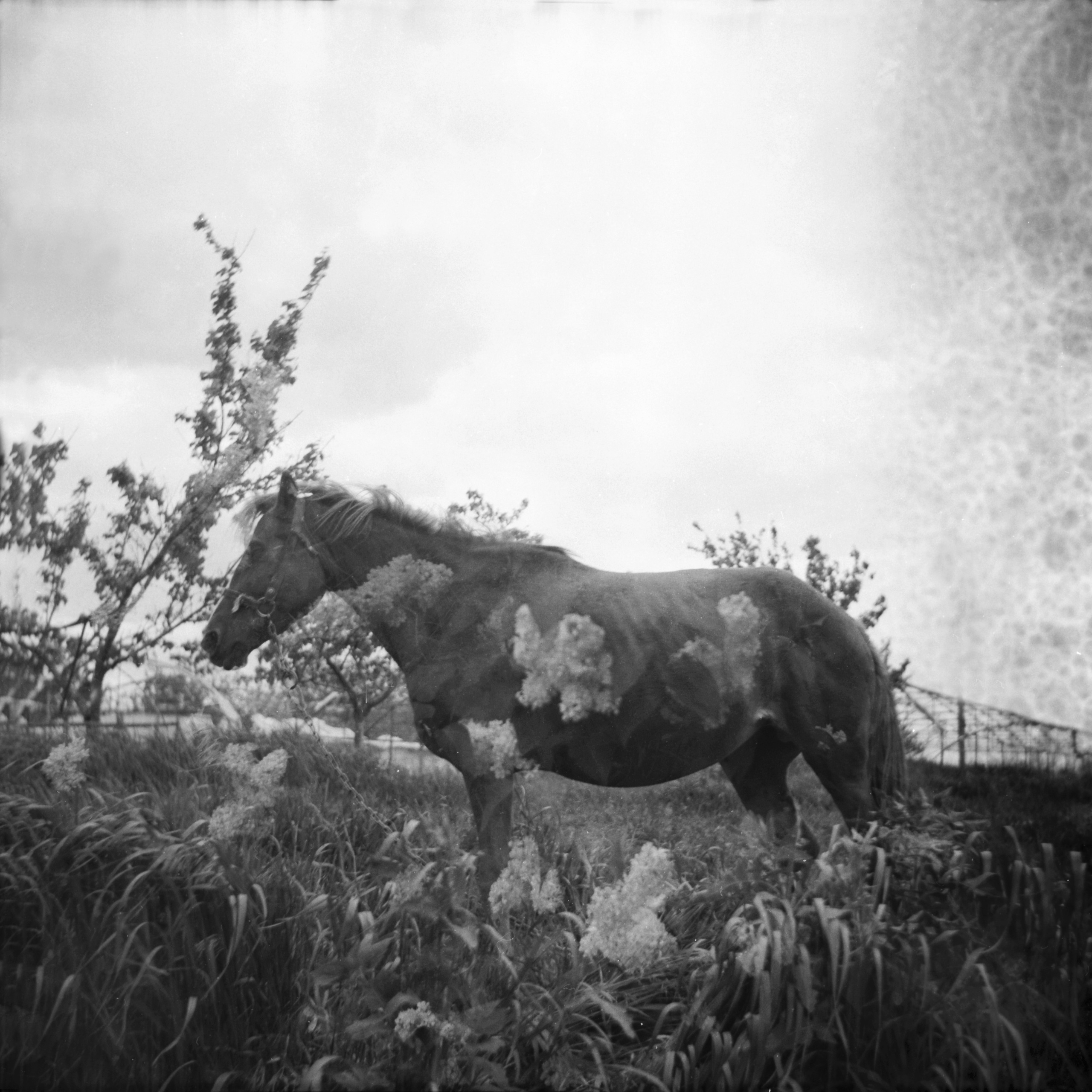 Tender Infinite Souls. Natalia Parfenova visual artist film photographer