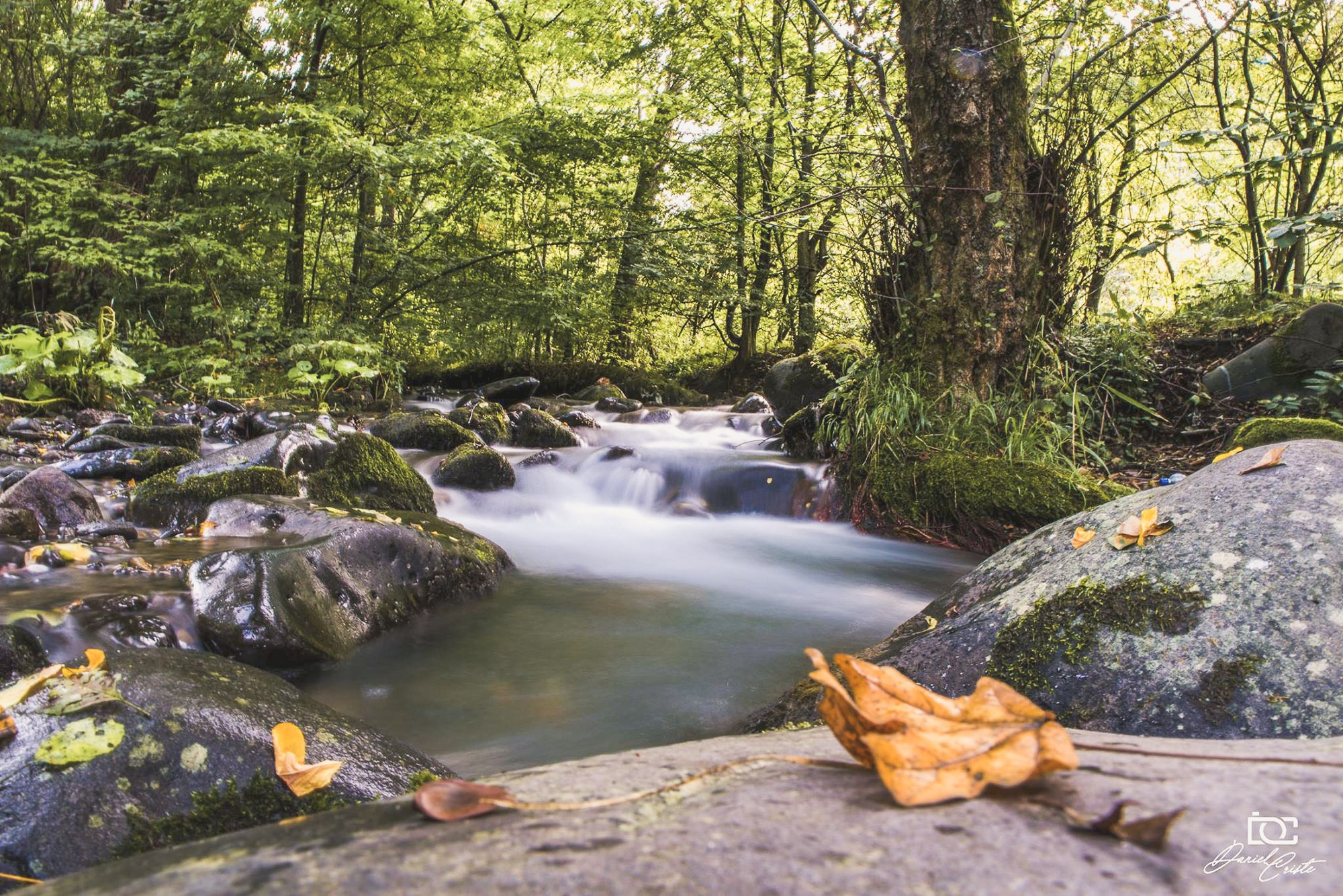 Peisaj /natura. Daniel Criste Fotograf