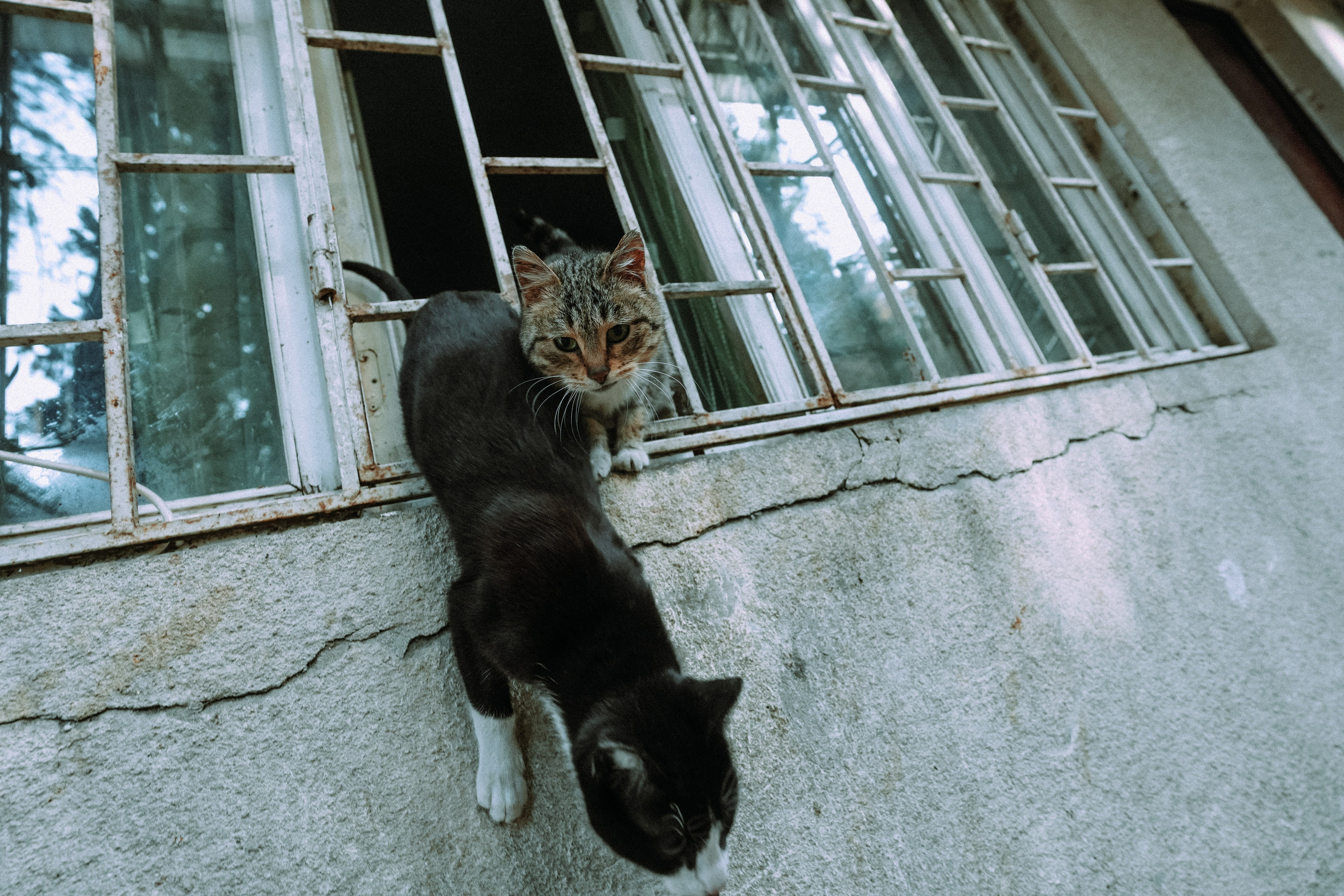 ТБИЛИСИ 2023-2024. Стрит-фотография, полная абсурда, идиотизма и красоты