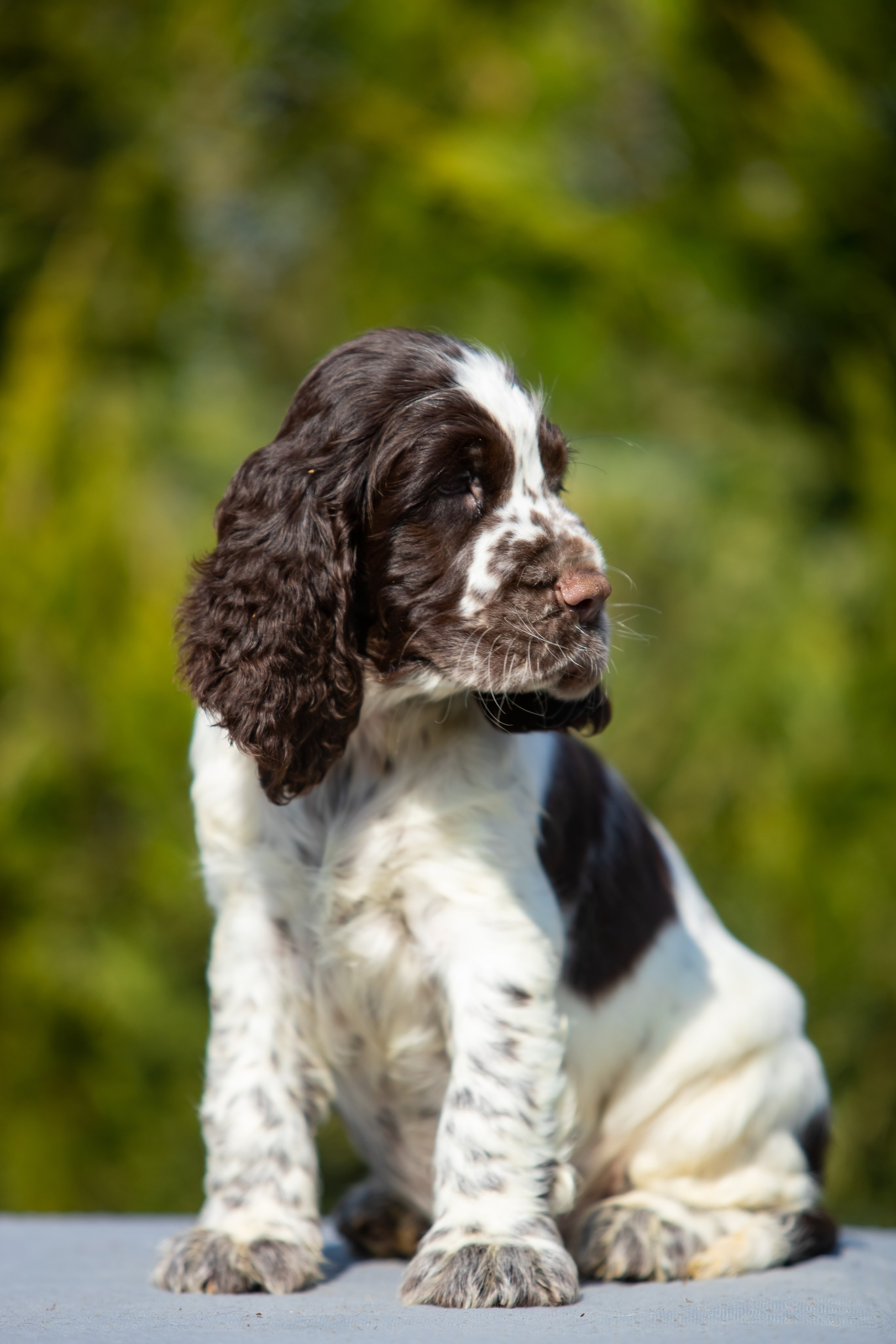 Male — Blue collar 💙. Website of the titled stud dog of the Springer Spaniel breed