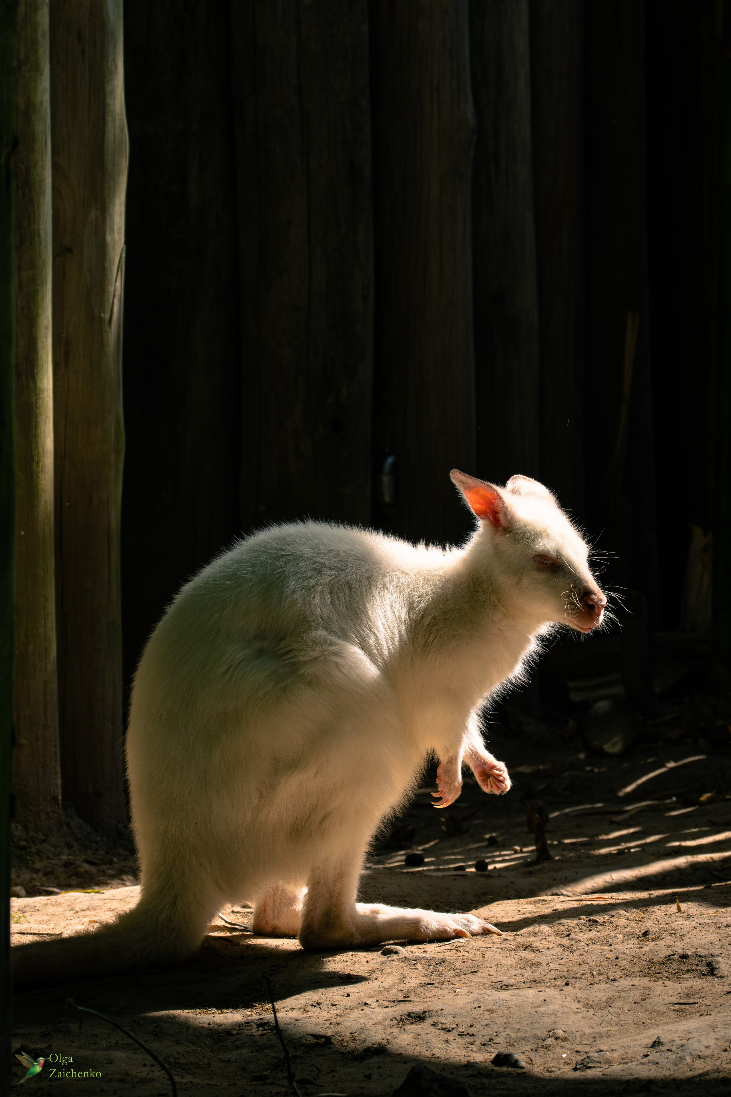 Рыже-серый валлаби aльбинос