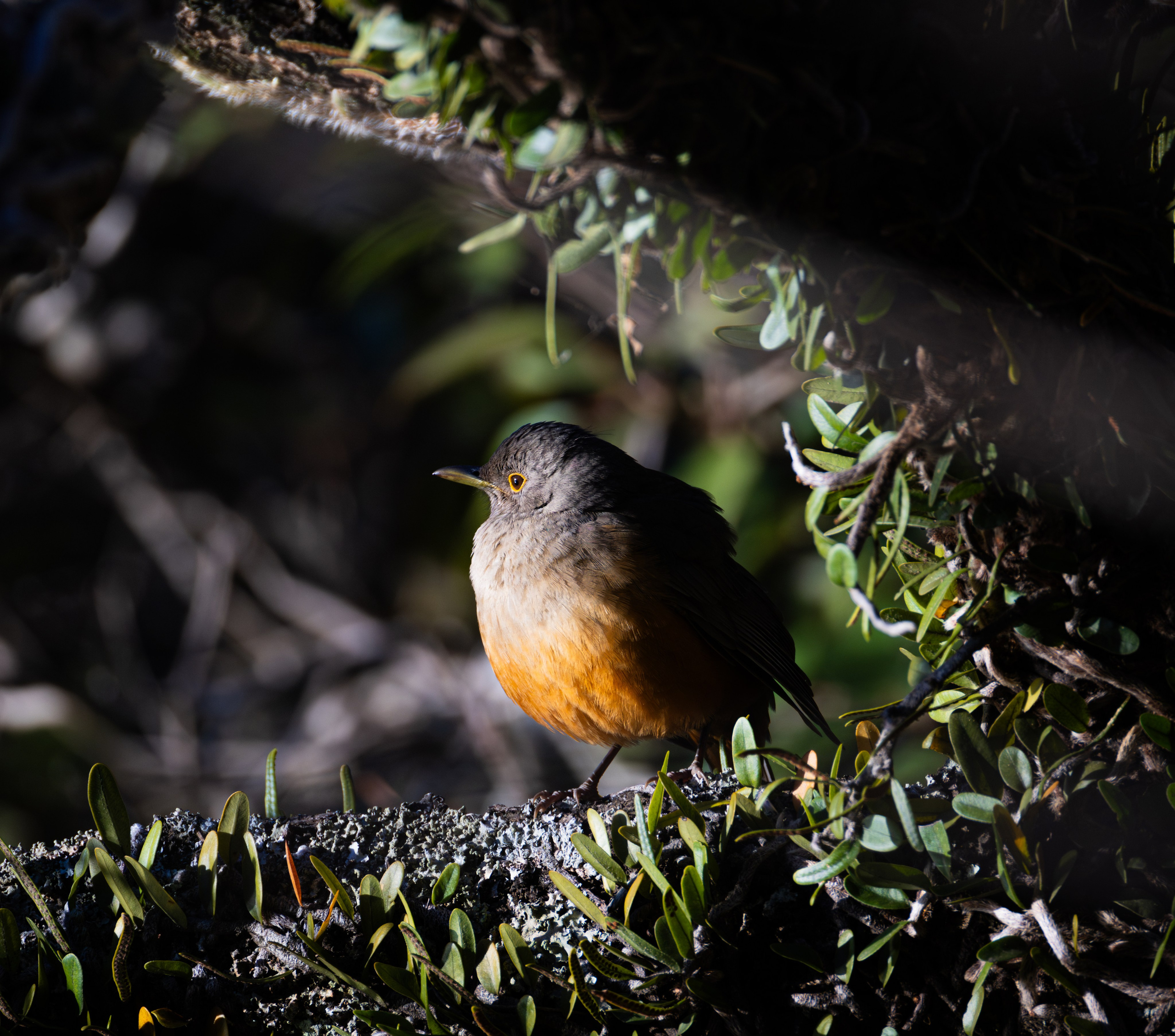 WildLife. Фотограф в Буэнос-Айресе