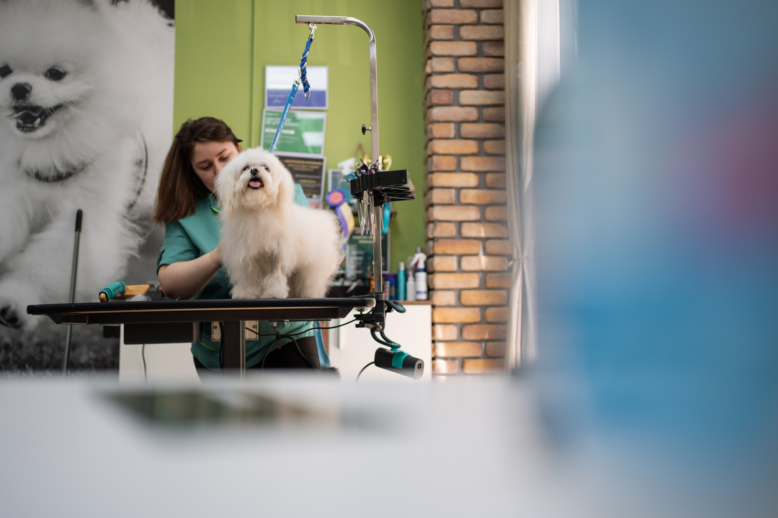 PetGroom Timisoara. Cozac Cristian Photographer