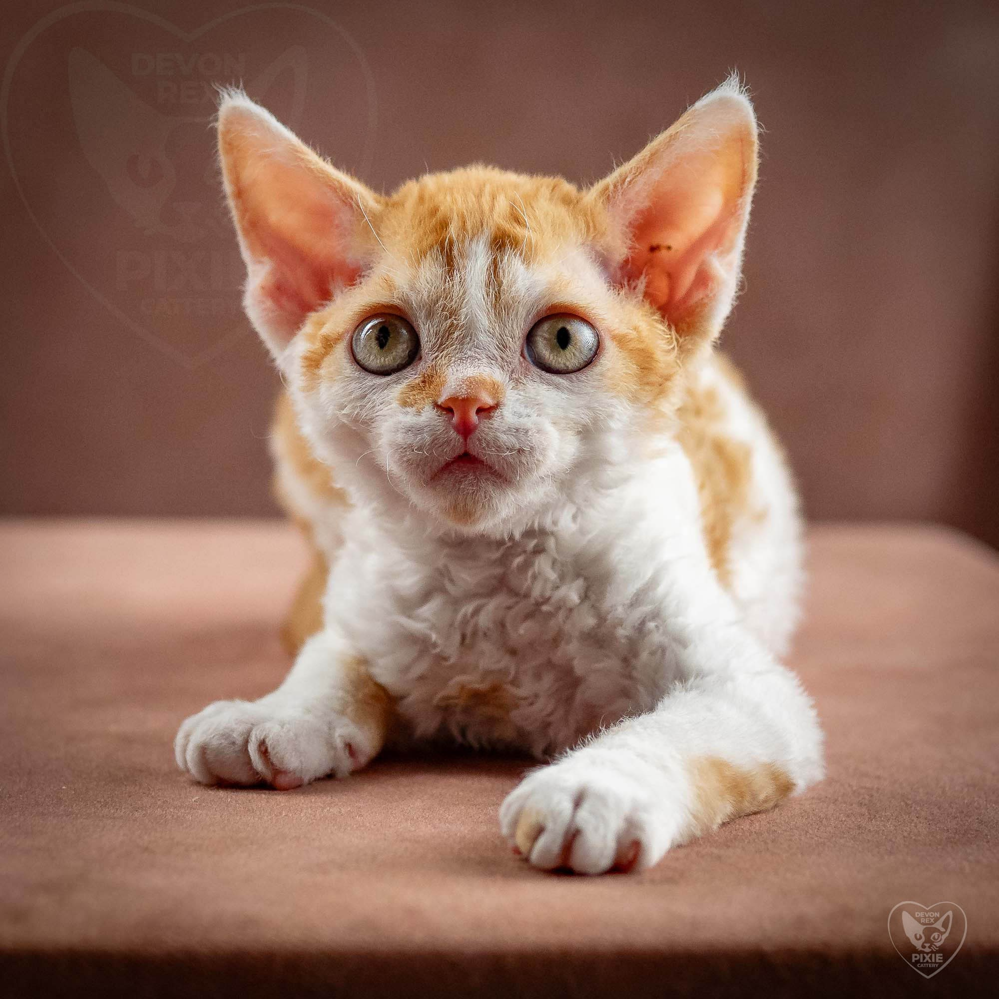 Gary,  boy, born on 01.18.25. Devon Rex Pixie Cattery