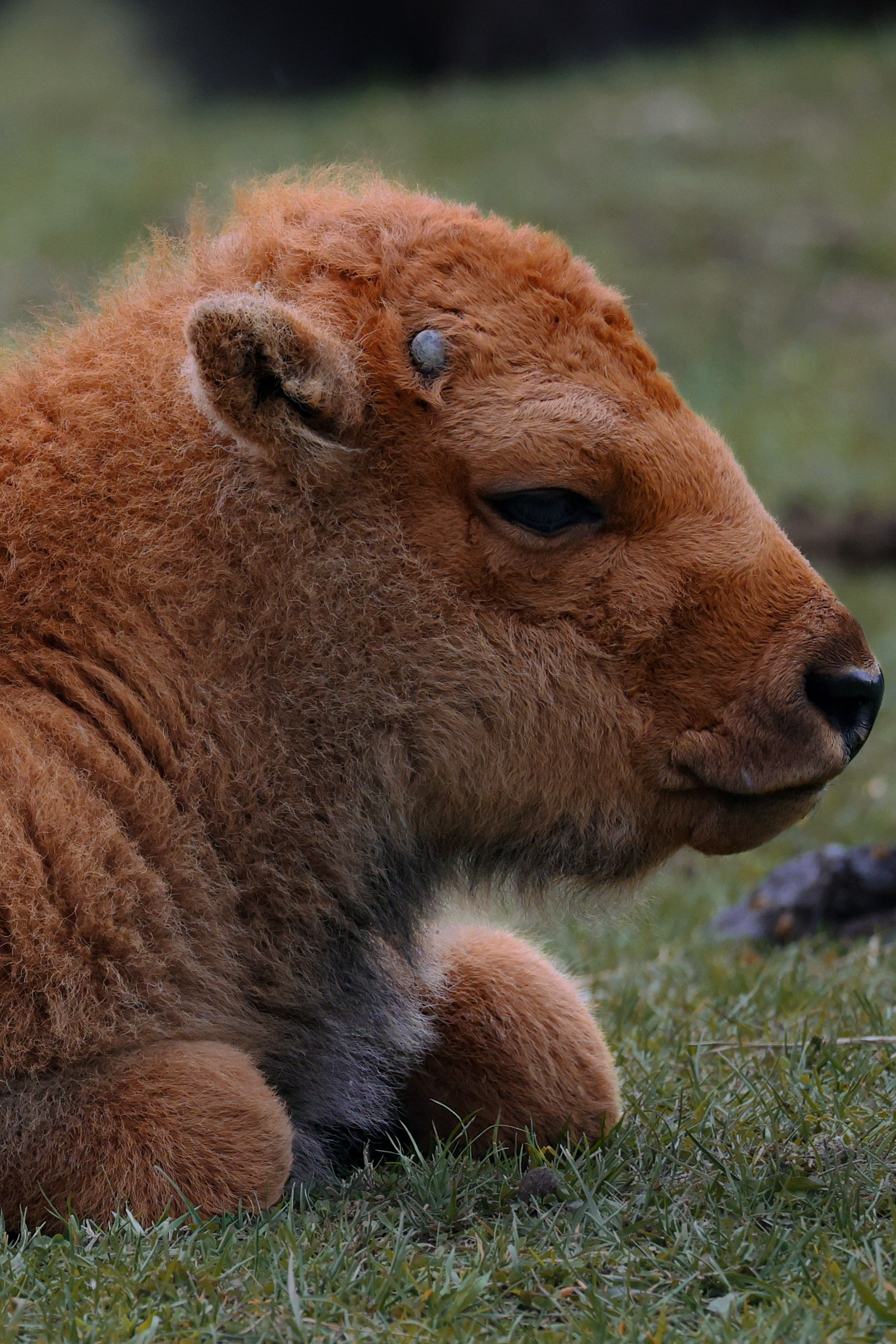 Nature & Wildlife. Navya Sispson | Portrait & Event Photography