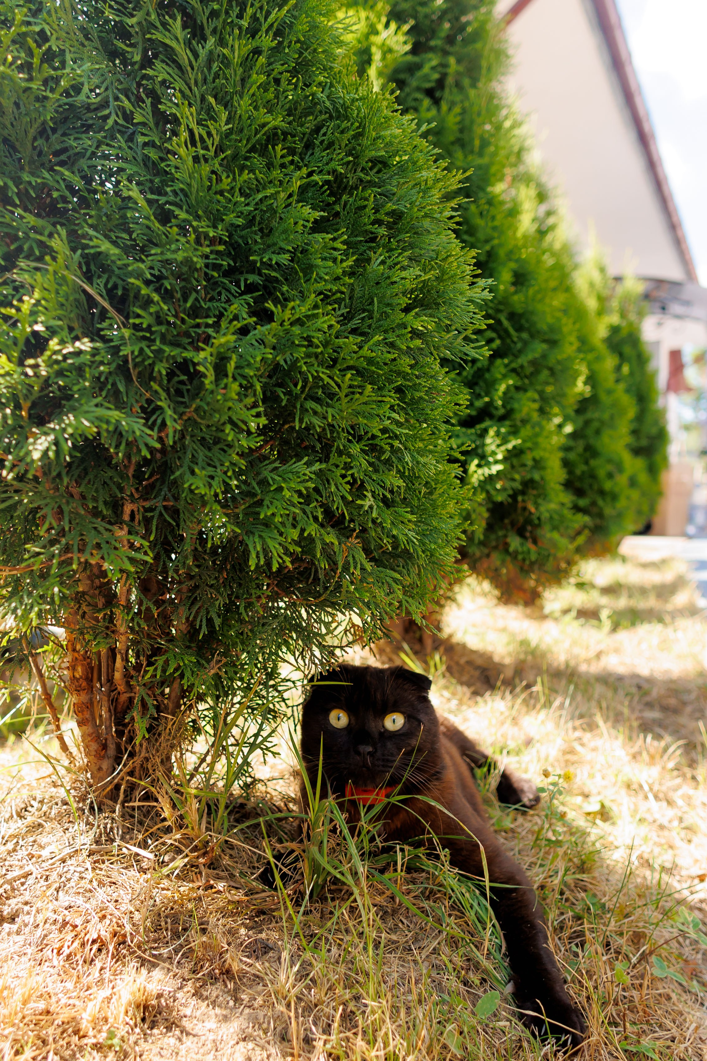 Nunta Nicoleta & Răzvan | Fotografie & Videografie Profesională. Servicii foto-video profesionale, pentru momente de neuitat