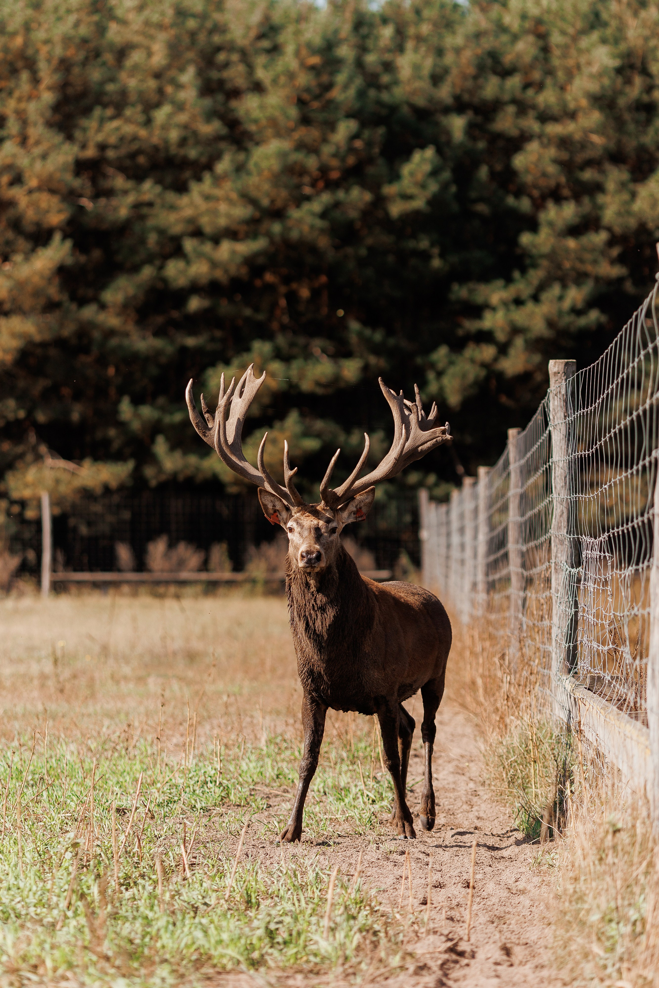 Екопарк Аміла. Ірина Терещук