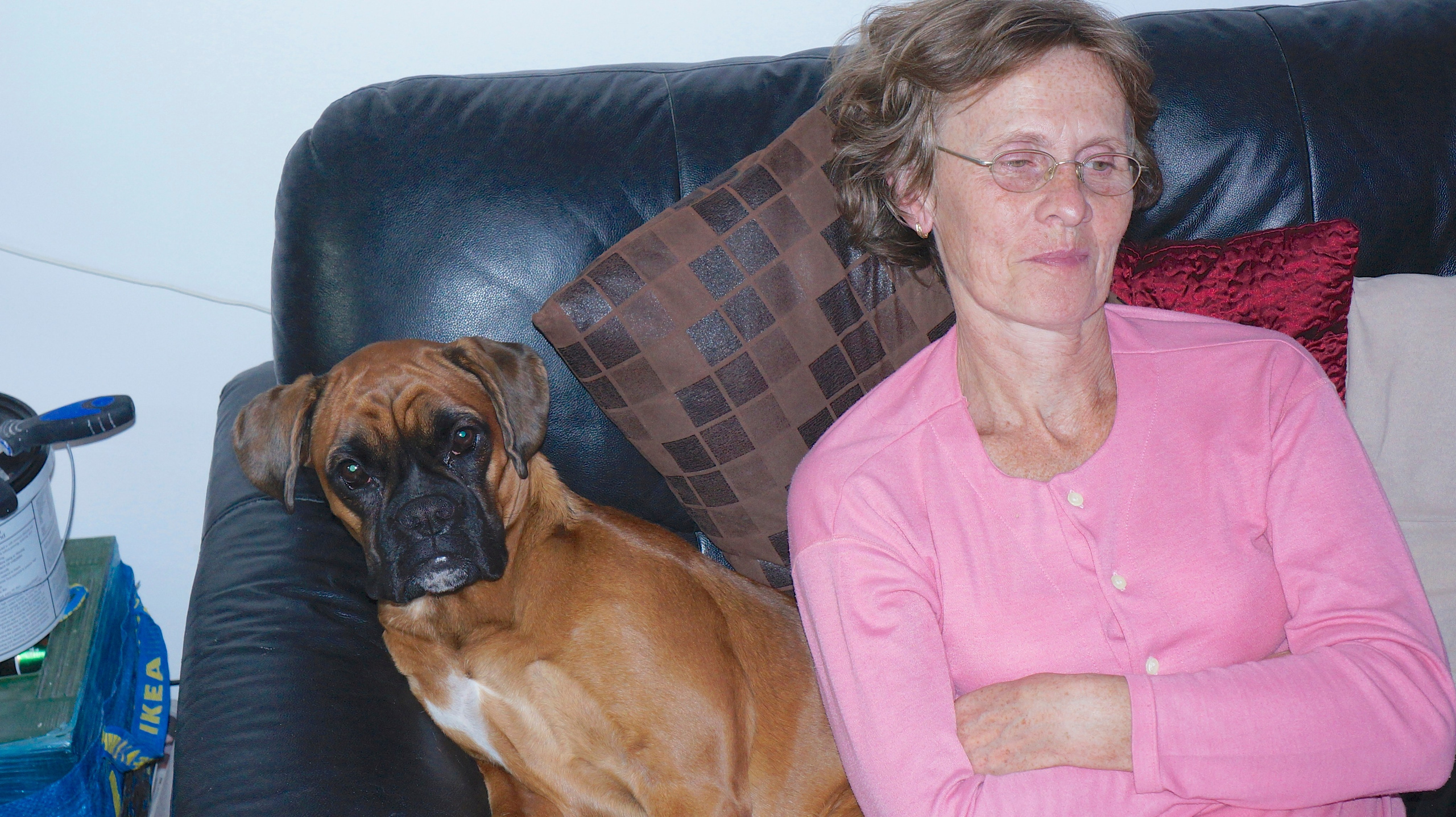 My ״Star״ Boxer Dog