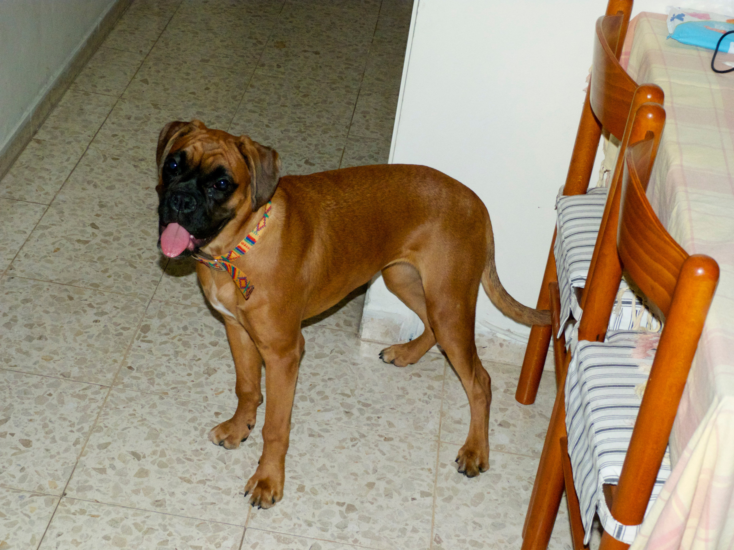 My ״Star״ Boxer Dog