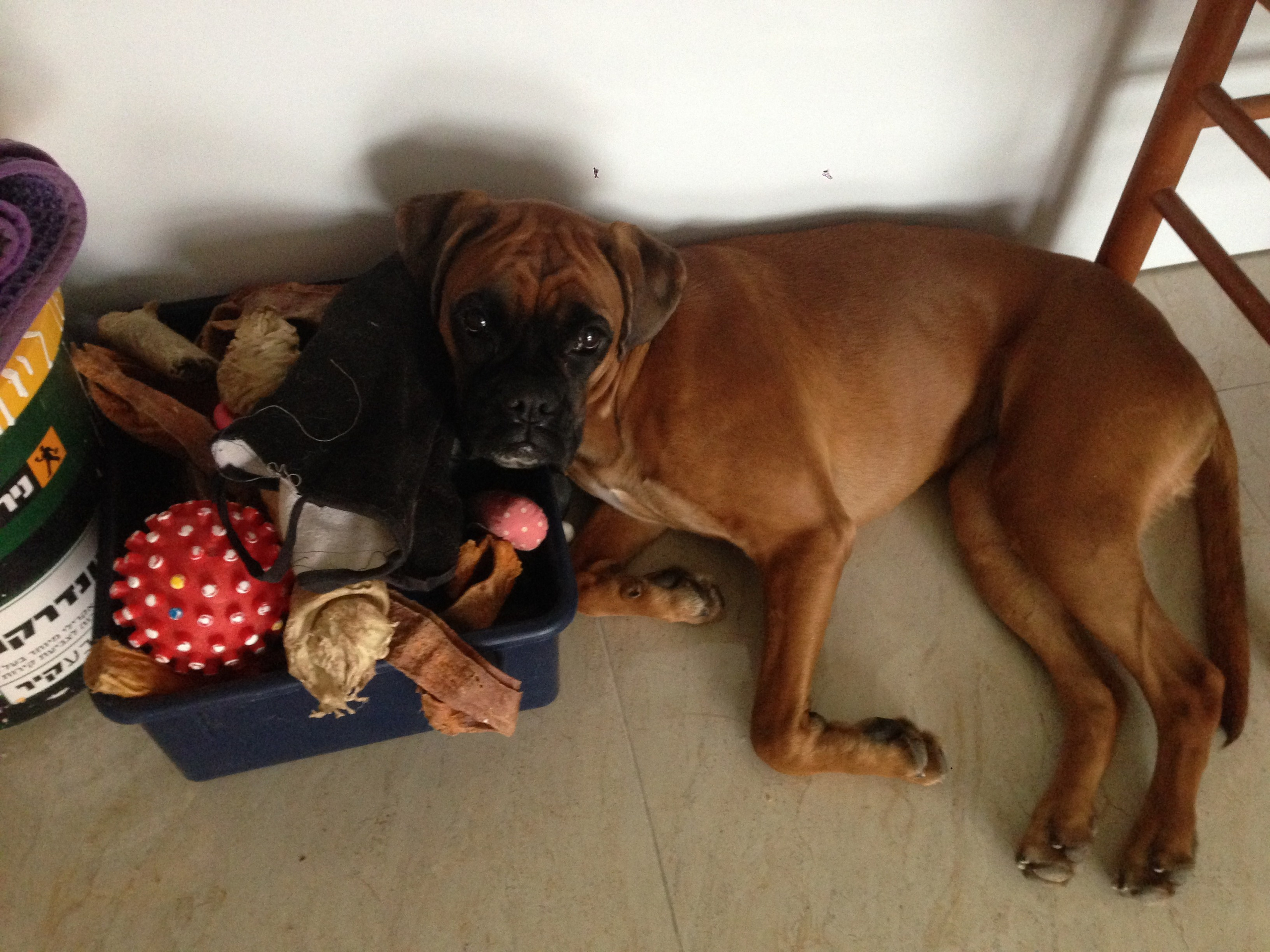 My ״Star״ Boxer Dog