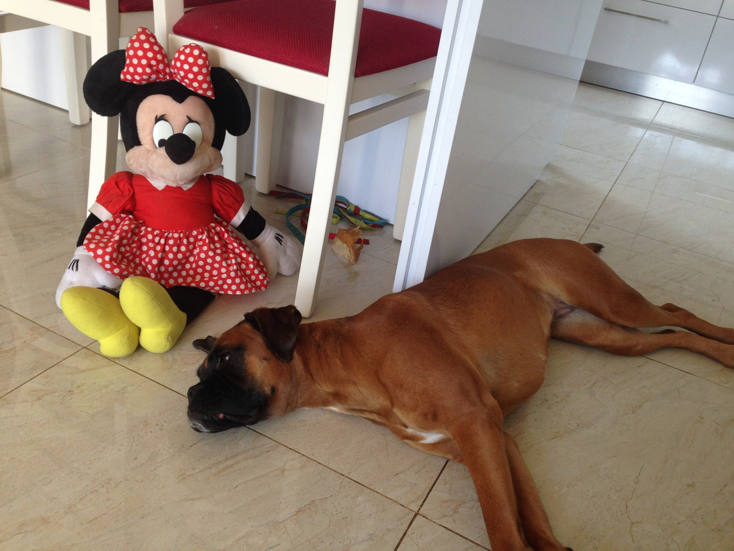 My ״Star״ Boxer Dog