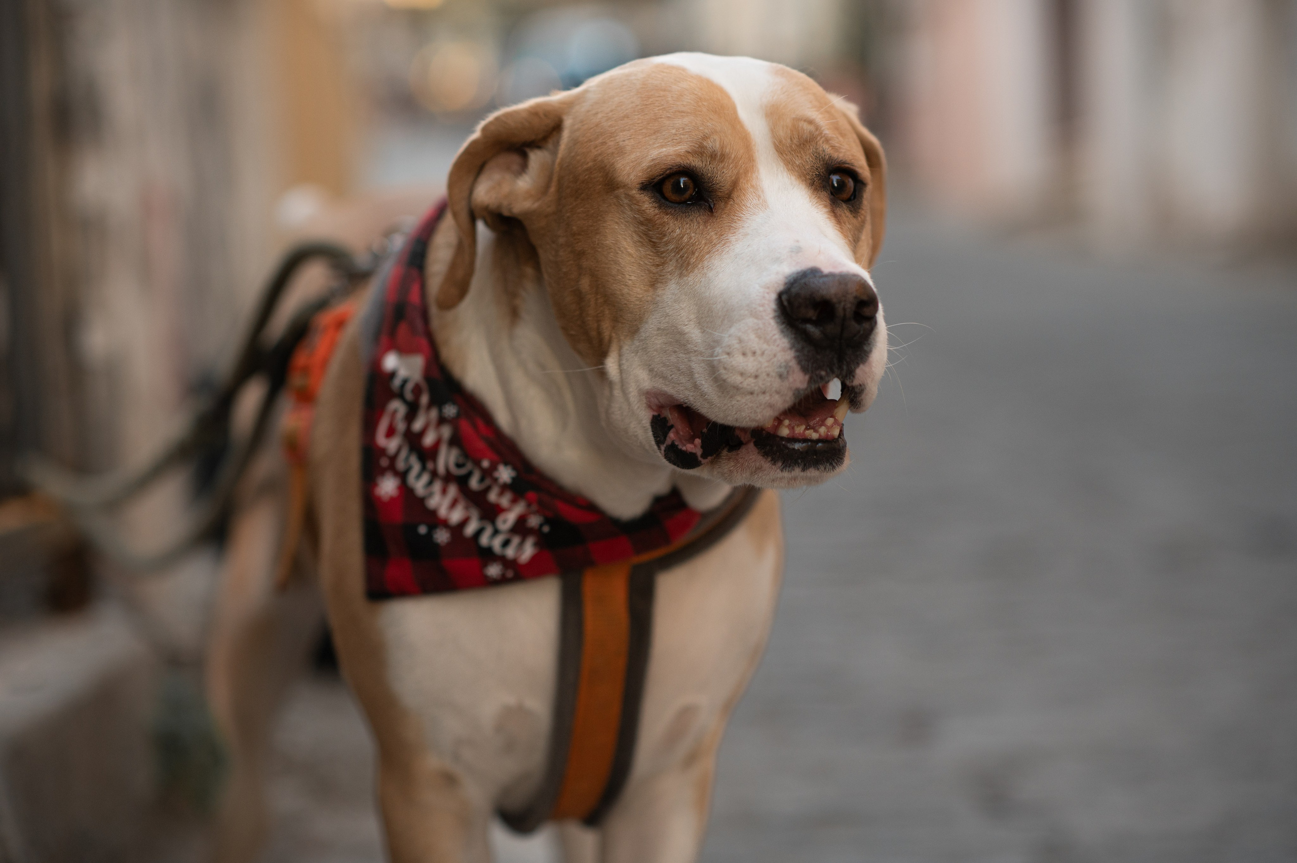 Around Old city. Family, children, portrait, and event photography in Thessaloniki