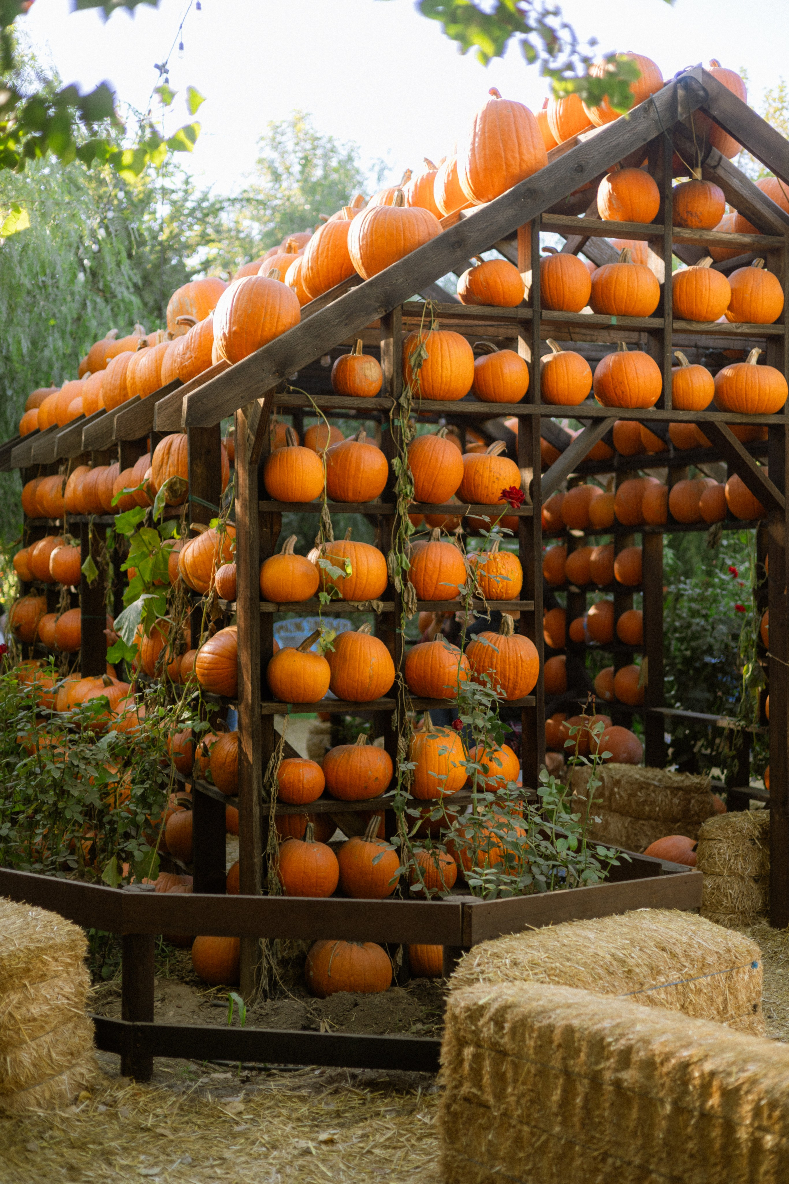 Julia, Sergey & Tessa at the Pumpkin Patch. Photographer in Los Angeles. Julia Ishmuratova