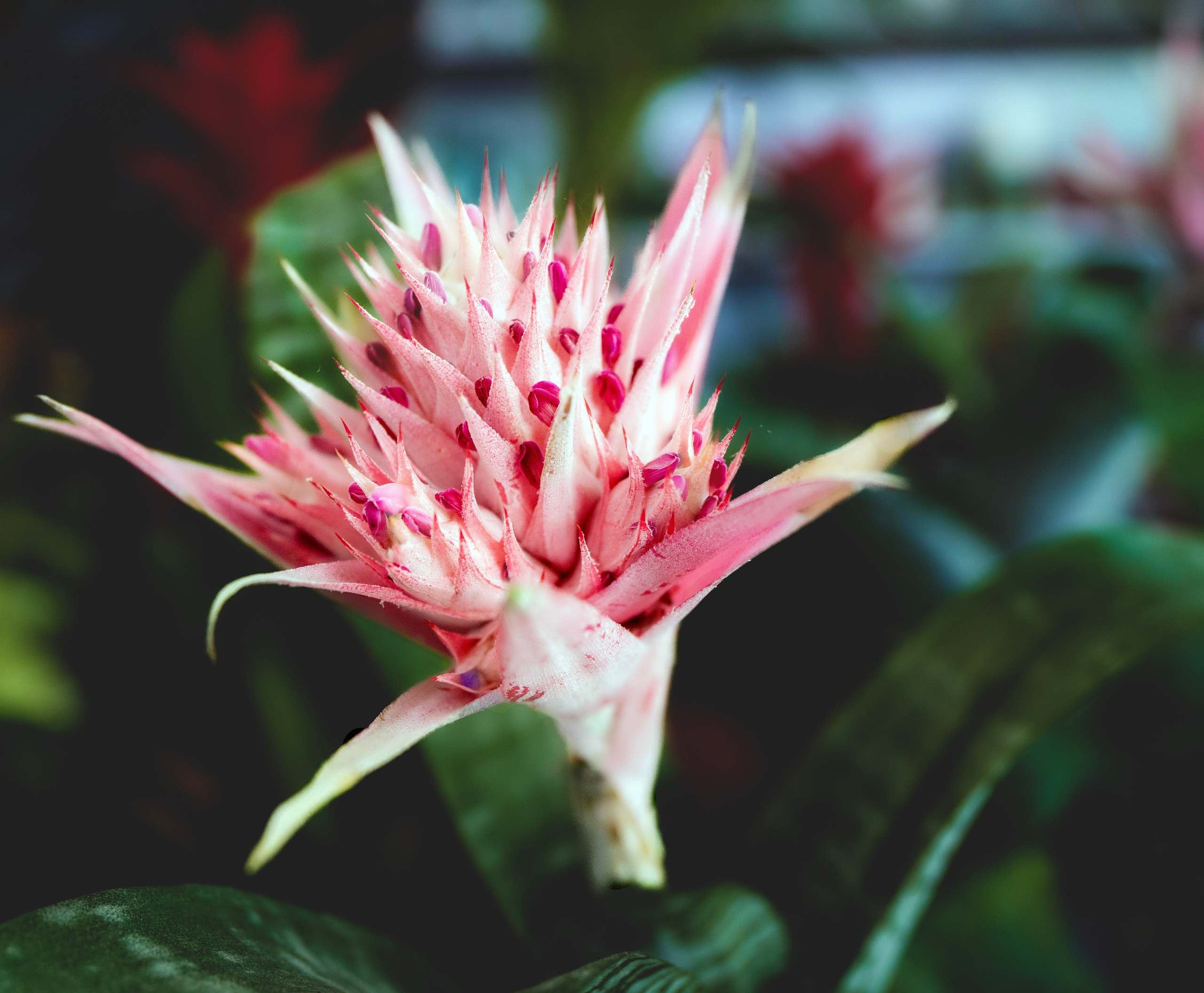 Blumen. LUKIN IGOR Photography