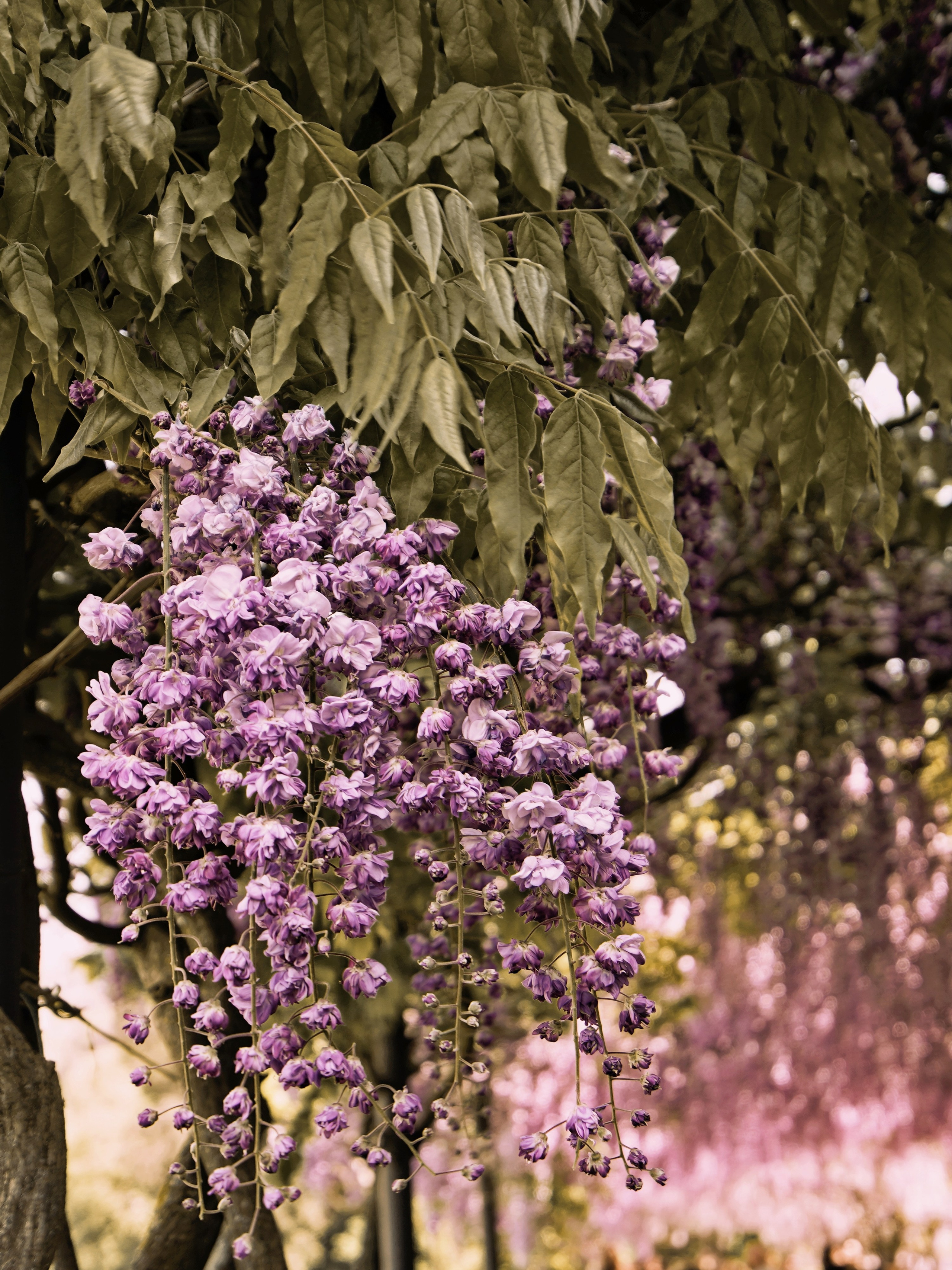 Fotografia Artistica. Ftphoto