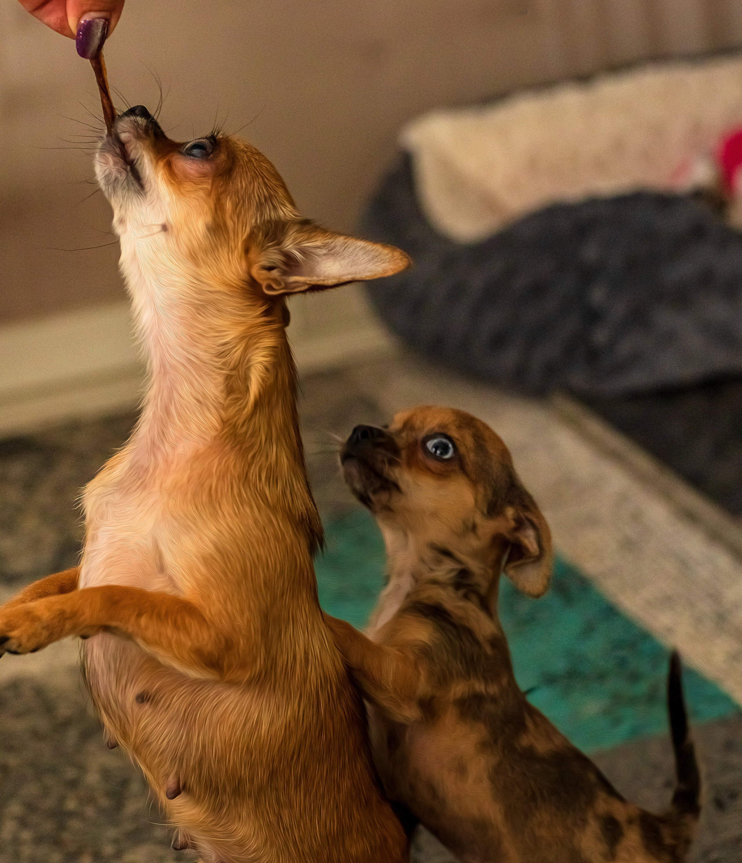 FUNNY ANIMALS ВЕСЁЛЫЕ ЖИВОТНЫЕ. LUKIN IGOR Photography