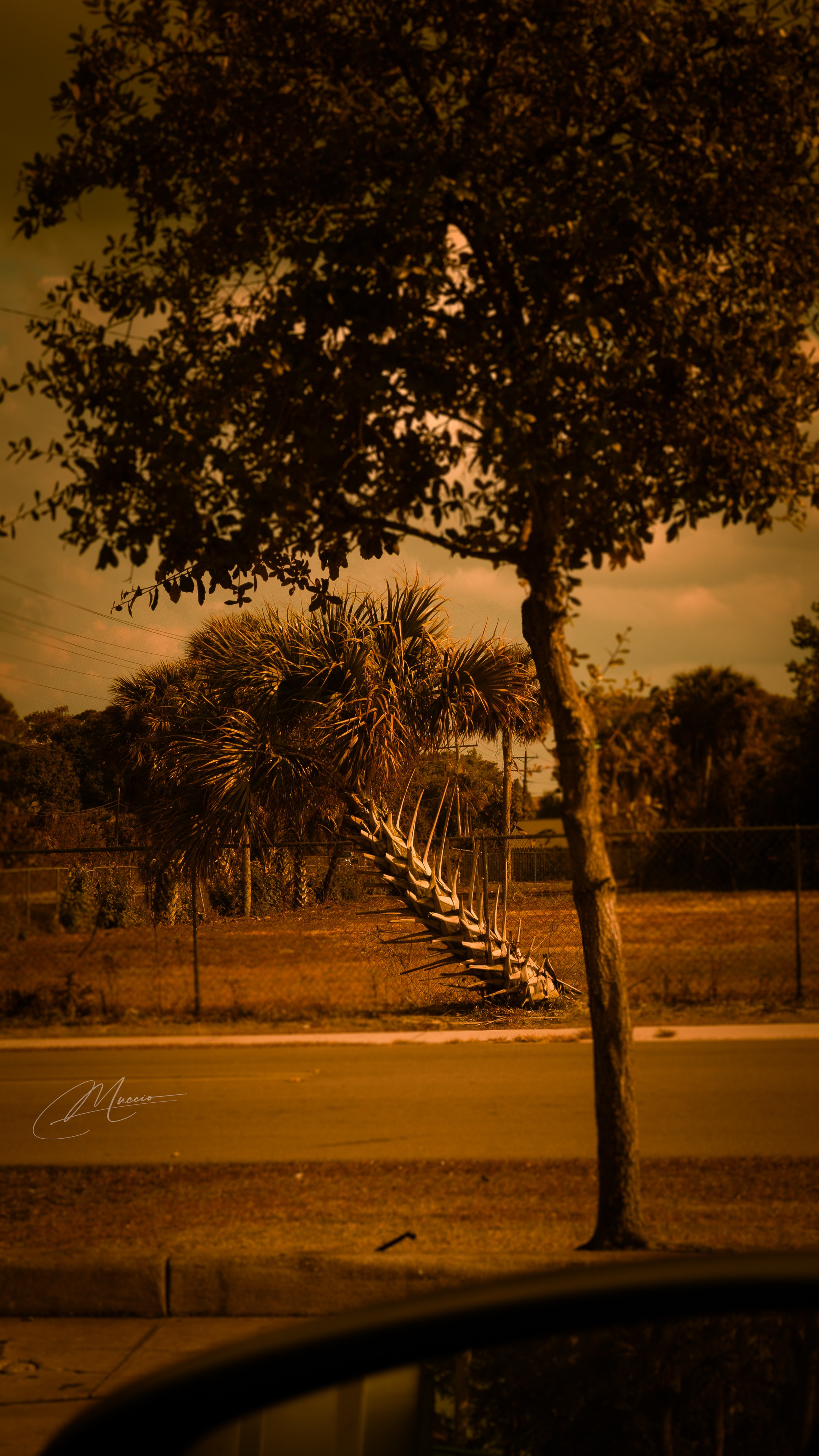 Americana — Immokolee. Out and About 239