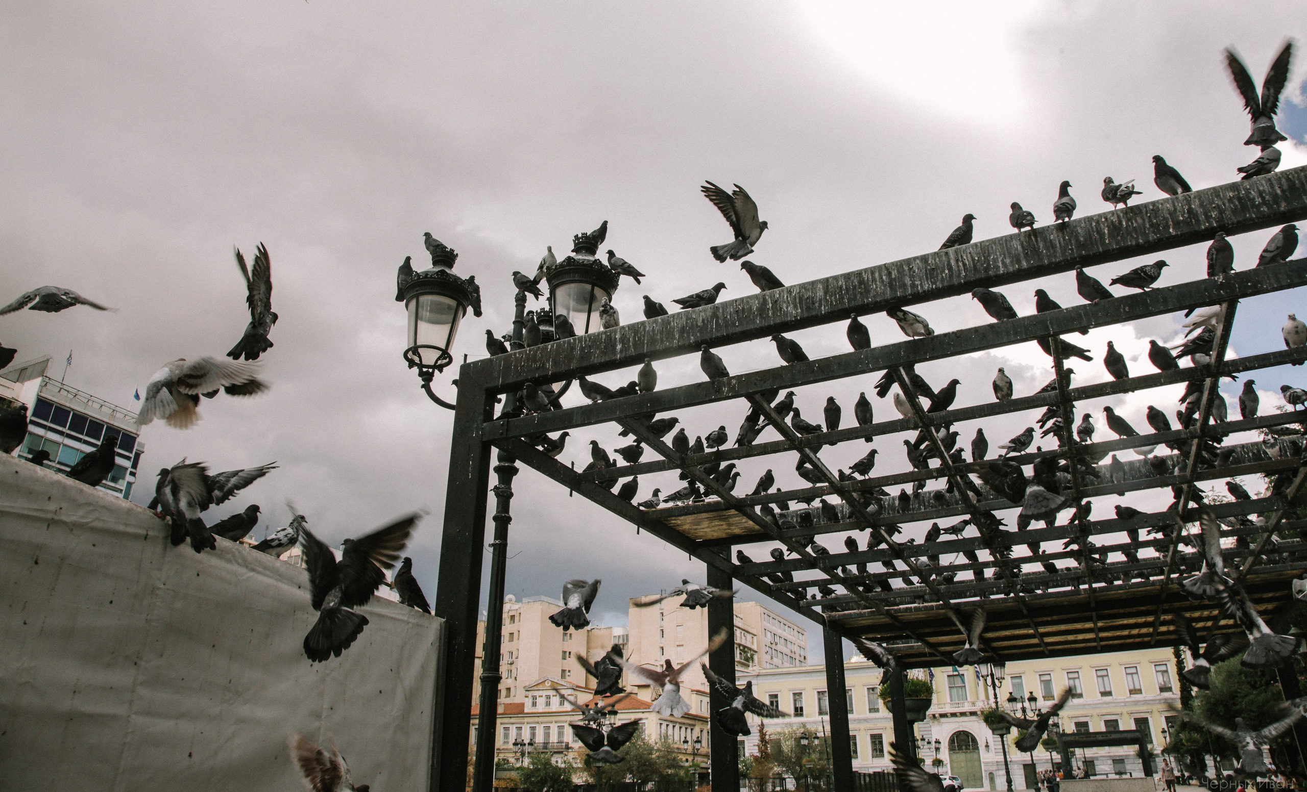 Пернатый психоз. Стрит-фотография, полная абсурда, идиотизма и красоты