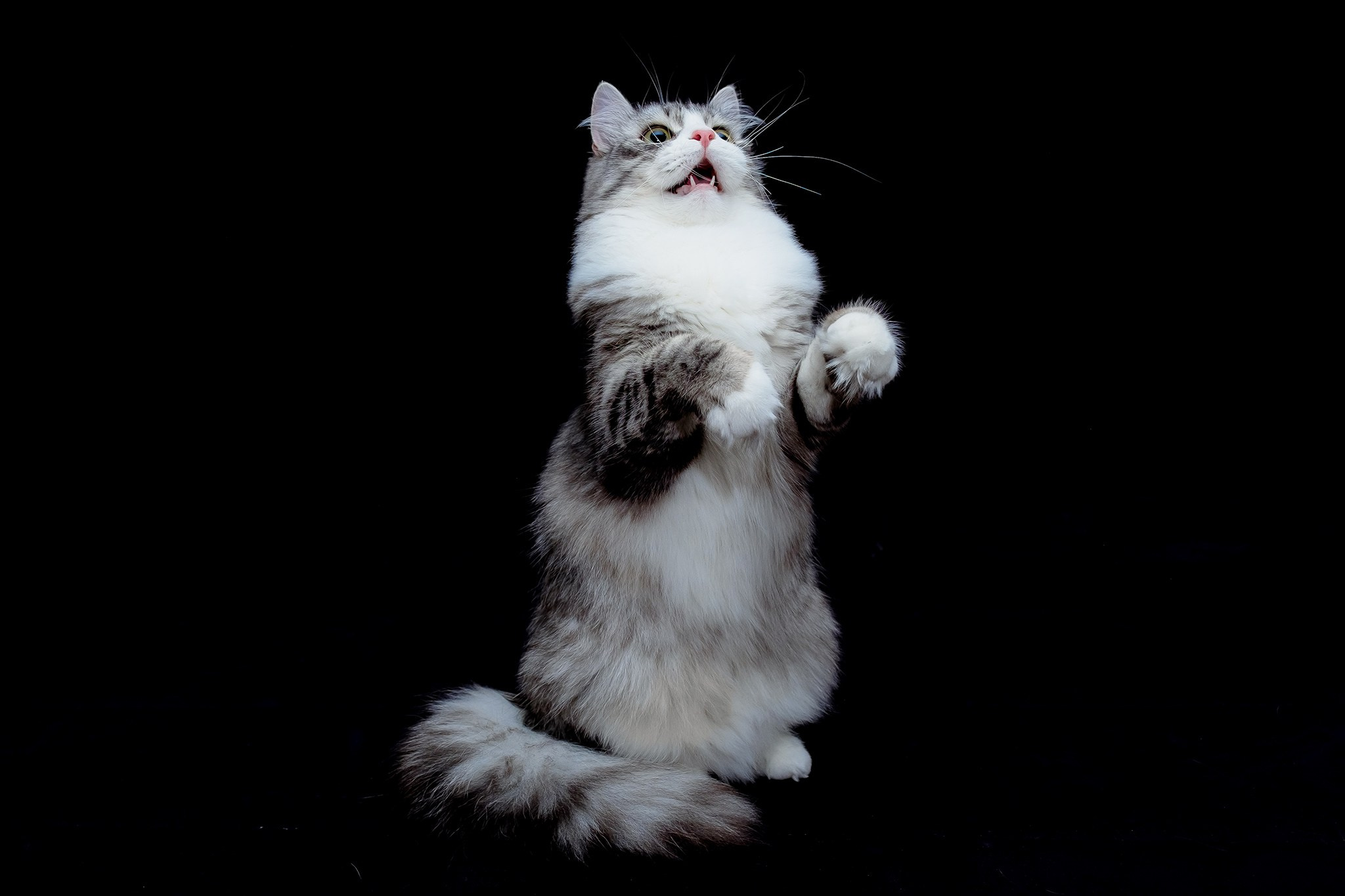 Katzen | Females. SIBERIALIS: Katzenzucht von Sibirischen und Neva Masquarade Katzen