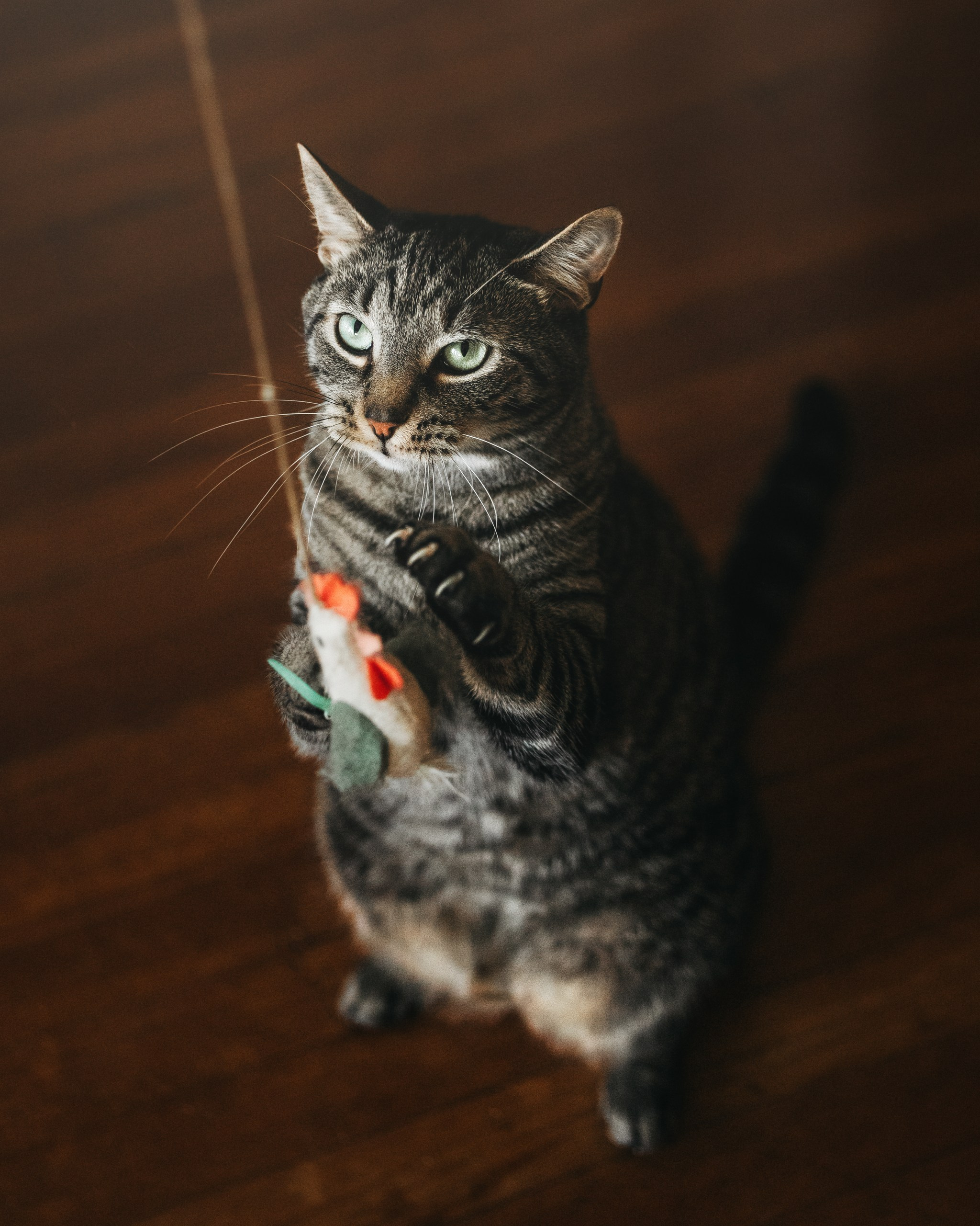 Pet Photographer Viktoriya Aleshenko