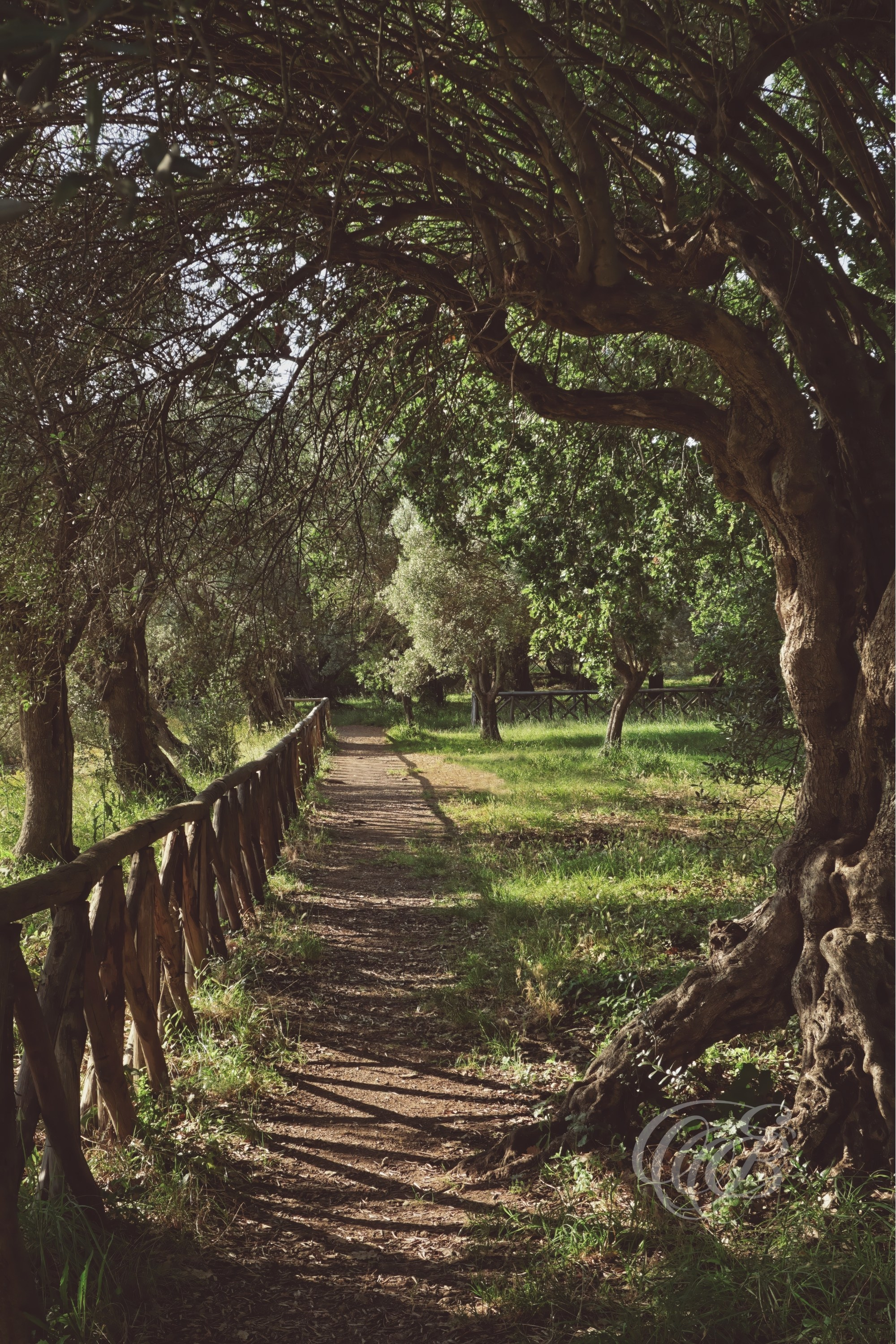 Rome Italy - Hadrian's Villa Praetorium - Eduardo Bartoli Fine Art Photography - Terrace of the Praetorium at Hadrian’s Villa in Rome, Italy, with an arched olive tree framing the path – fine art photography by Eduardo Bartoli.