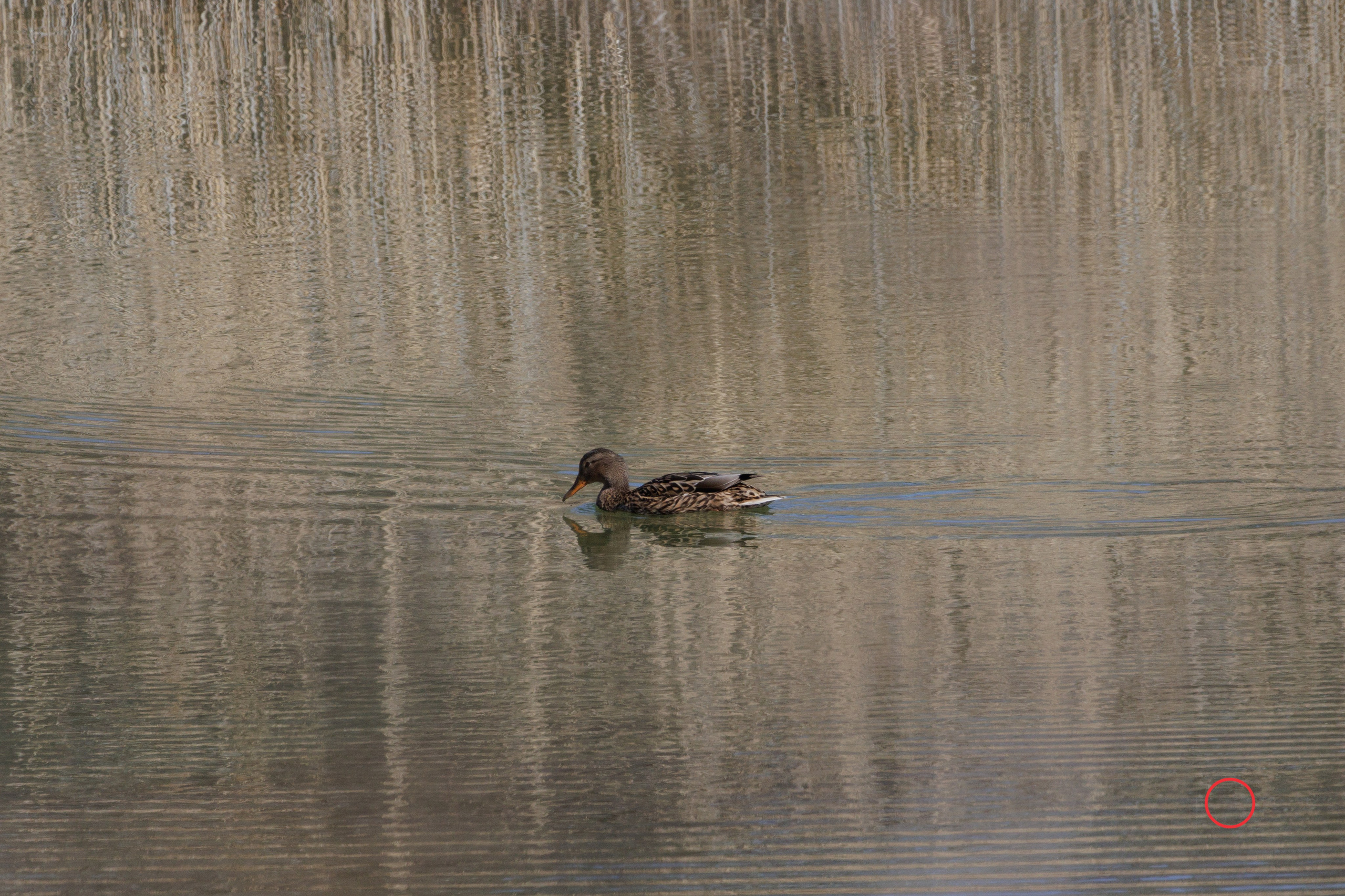 გასეირნება კრწანისის ტბებზე. FramefreeMan
