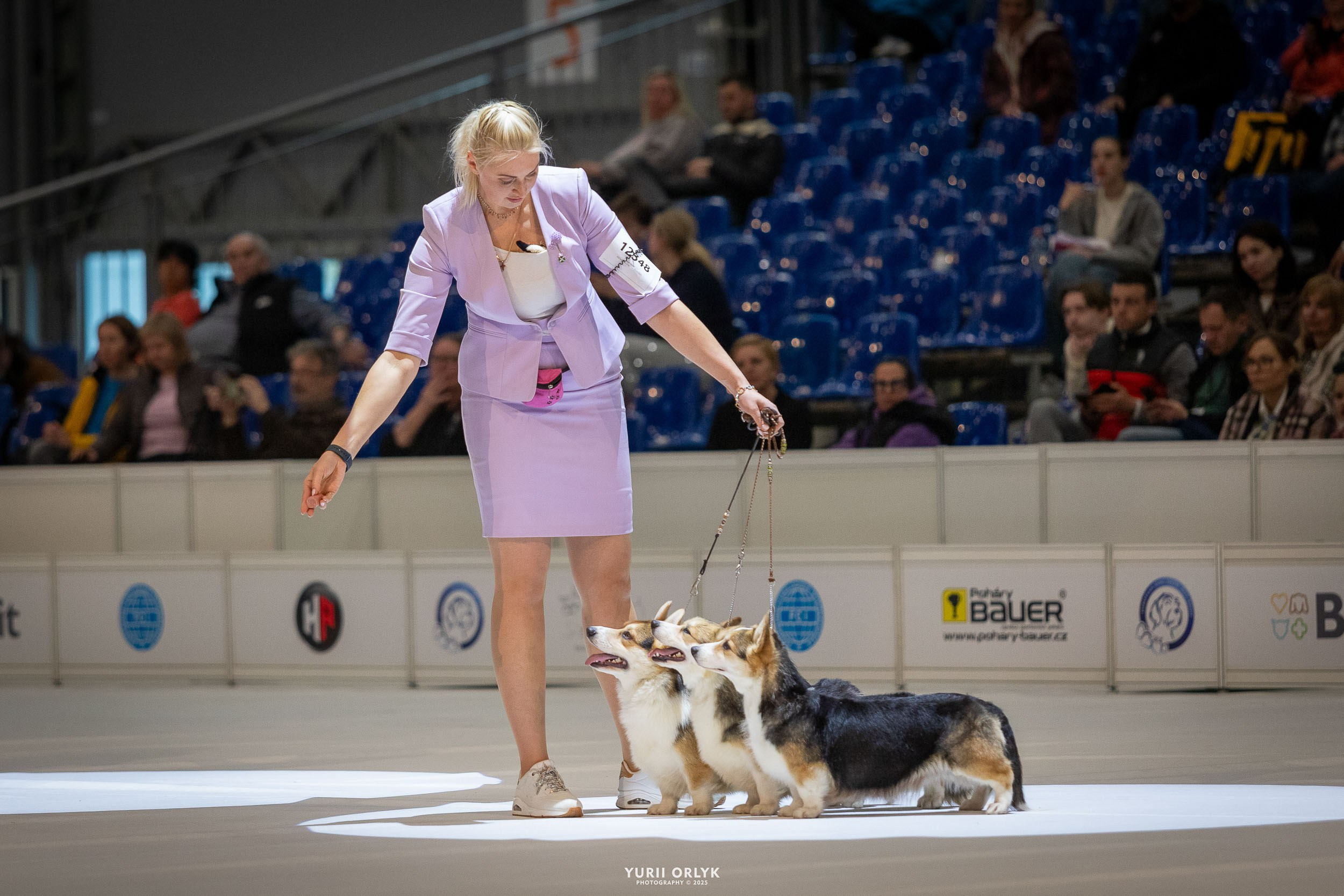 Dog Shows. Yurii Orlyk Photography