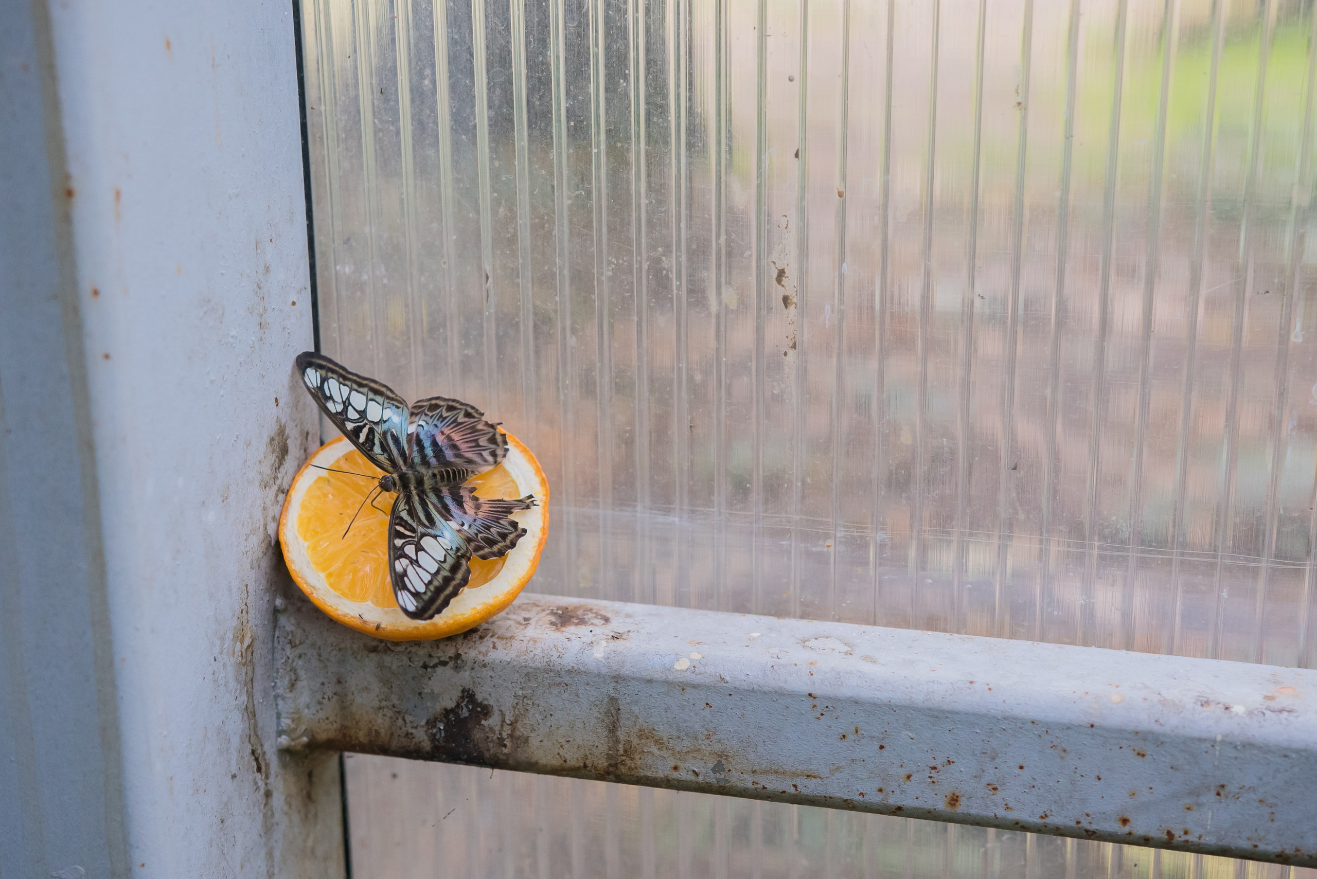 ~Animale si alte vietati~. Andreea Ivan art-Fotograf Constanta, Fotograf profesionist Constanta, Fotograf de nunta Constanta, botez, sedinte foto cu tematica, portret