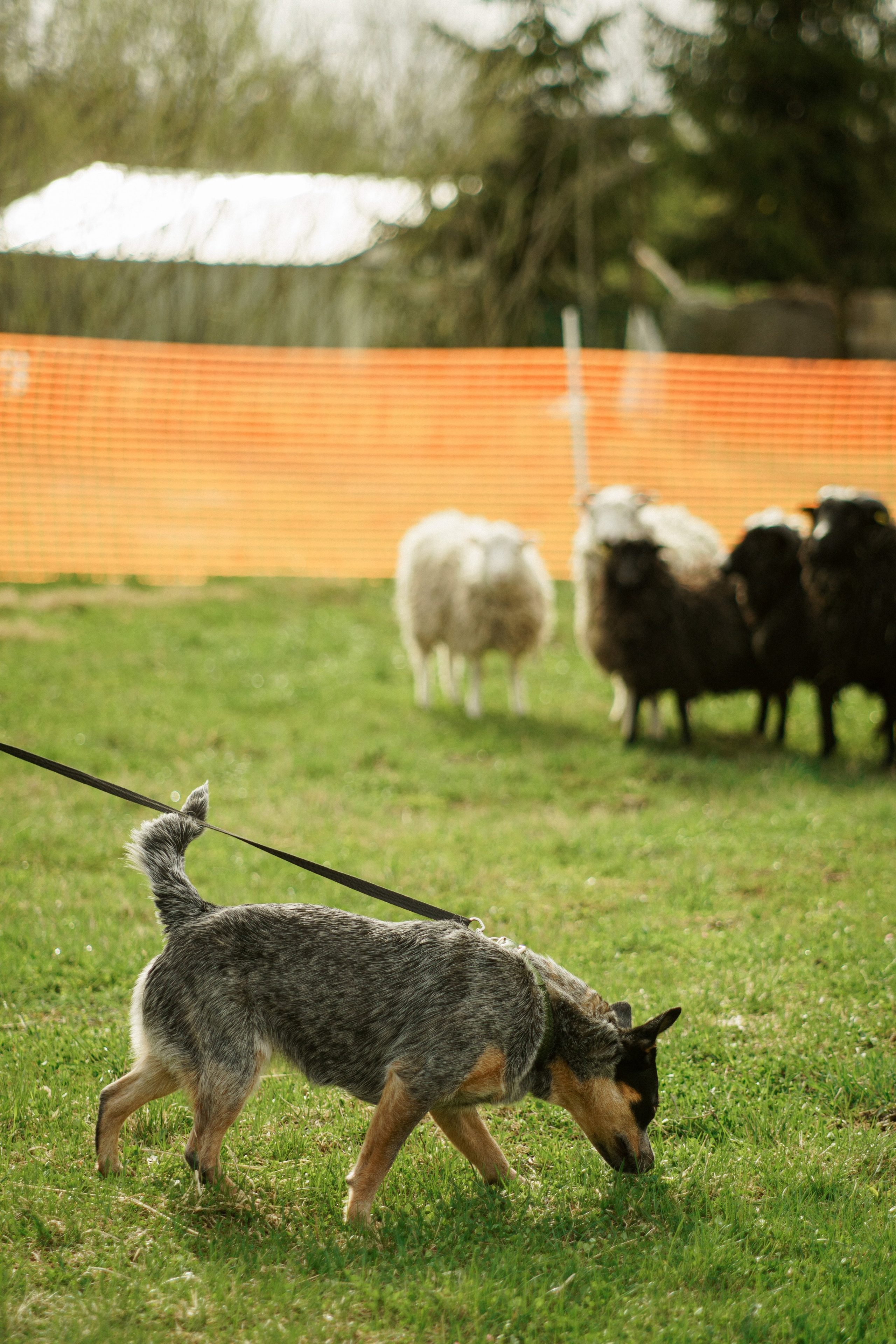 Herding Days, 26 apr. 2025. Kat Laisaar — Pet photographer in Tallinn