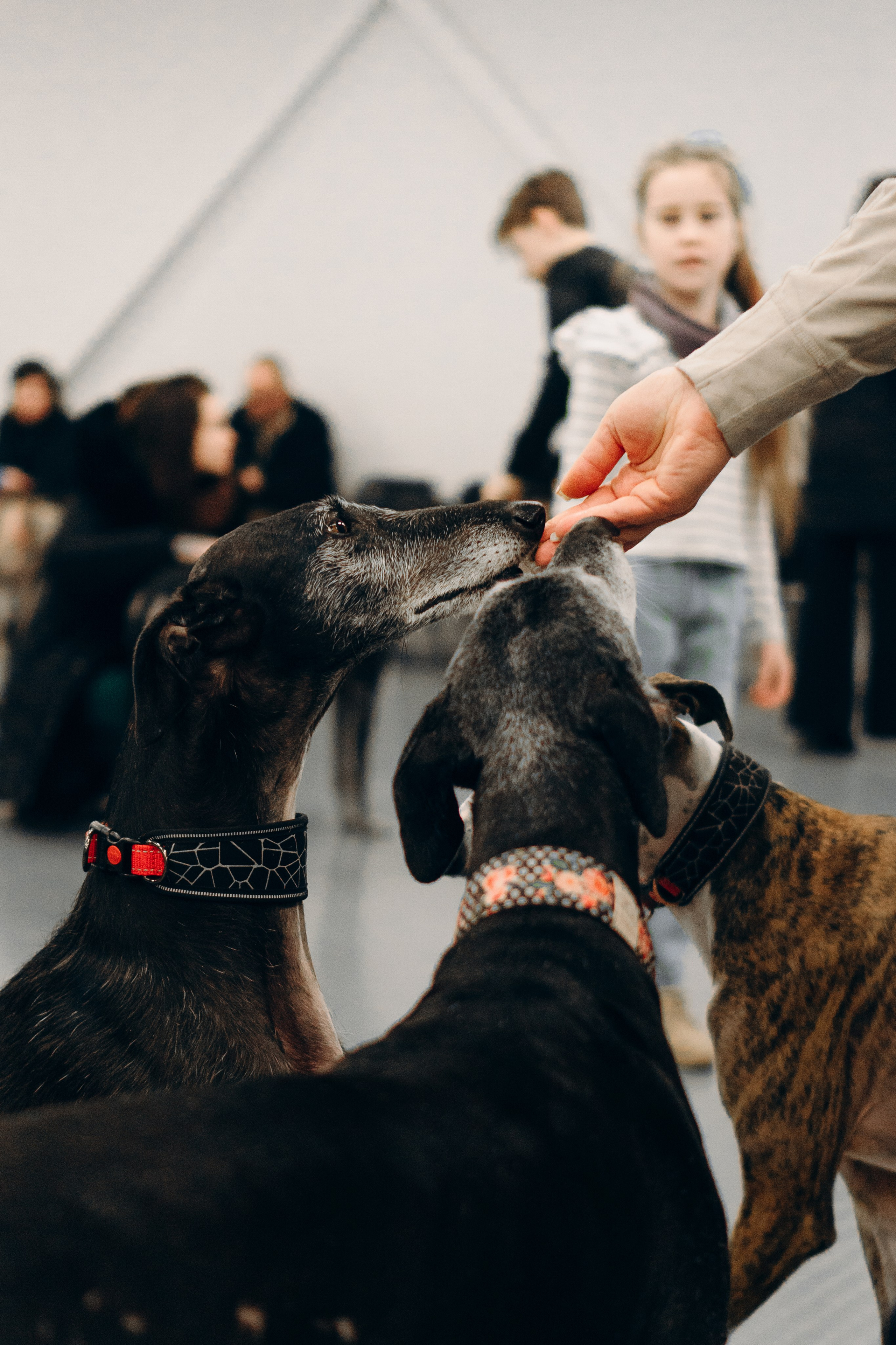 GalgoTreff / PetCity Rannamõisa, 13 apr. 2025. Kat Laisaar — Pet photographer in Tallinn