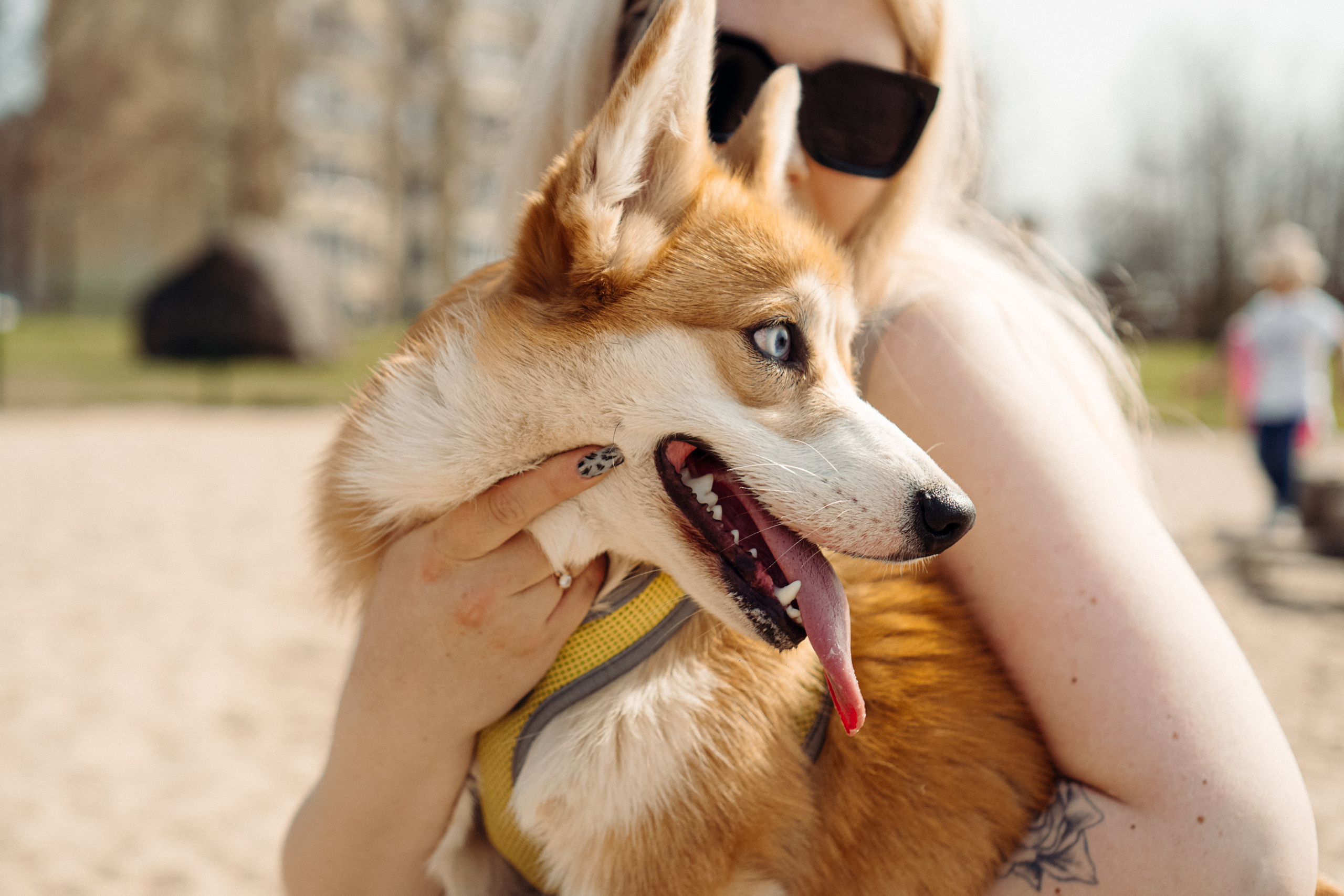 Corgi party, 18 apr. 2025. Kat Laisaar — Pet photographer in Tallinn