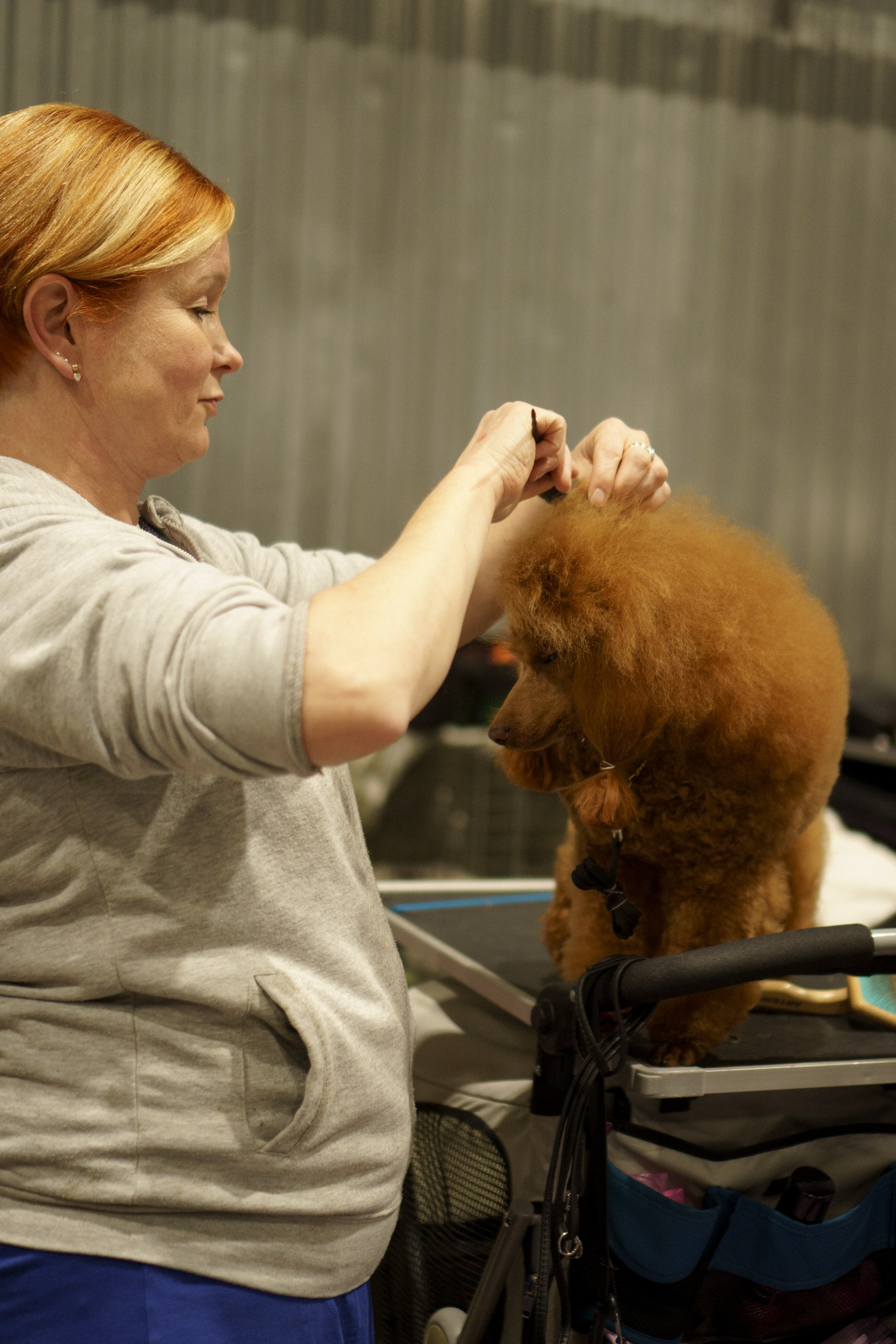 Tartu International Dog Show. Kat Laisaar — Pet photographer in Tallinn