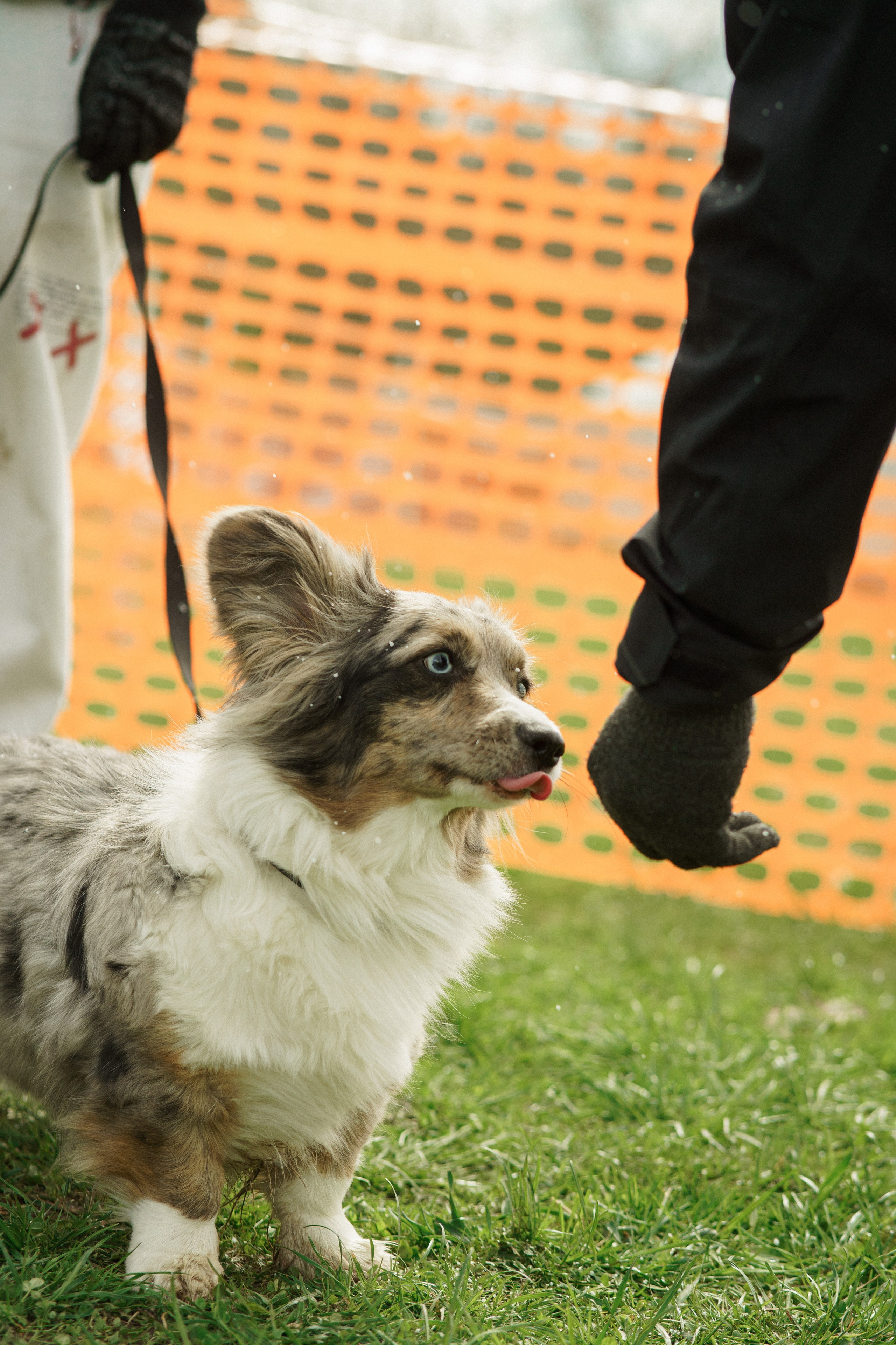 Herding Days, 26 apr. 2025. Kat Laisaar — Pet photographer in Tallinn