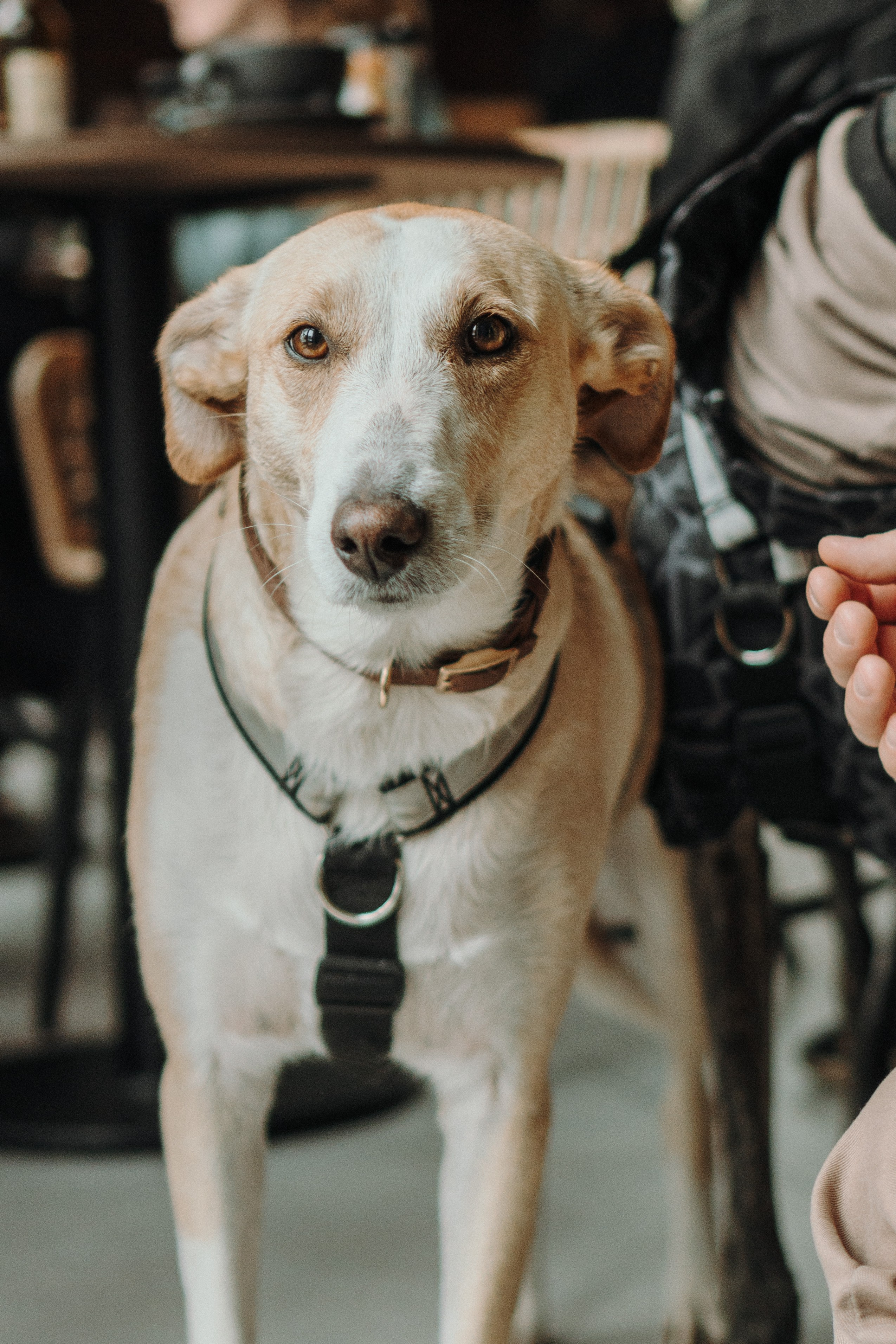 GalgoTreff / Mia Pagar 1 may, 2025. Kat Laisaar — Pet photographer in Tallinn