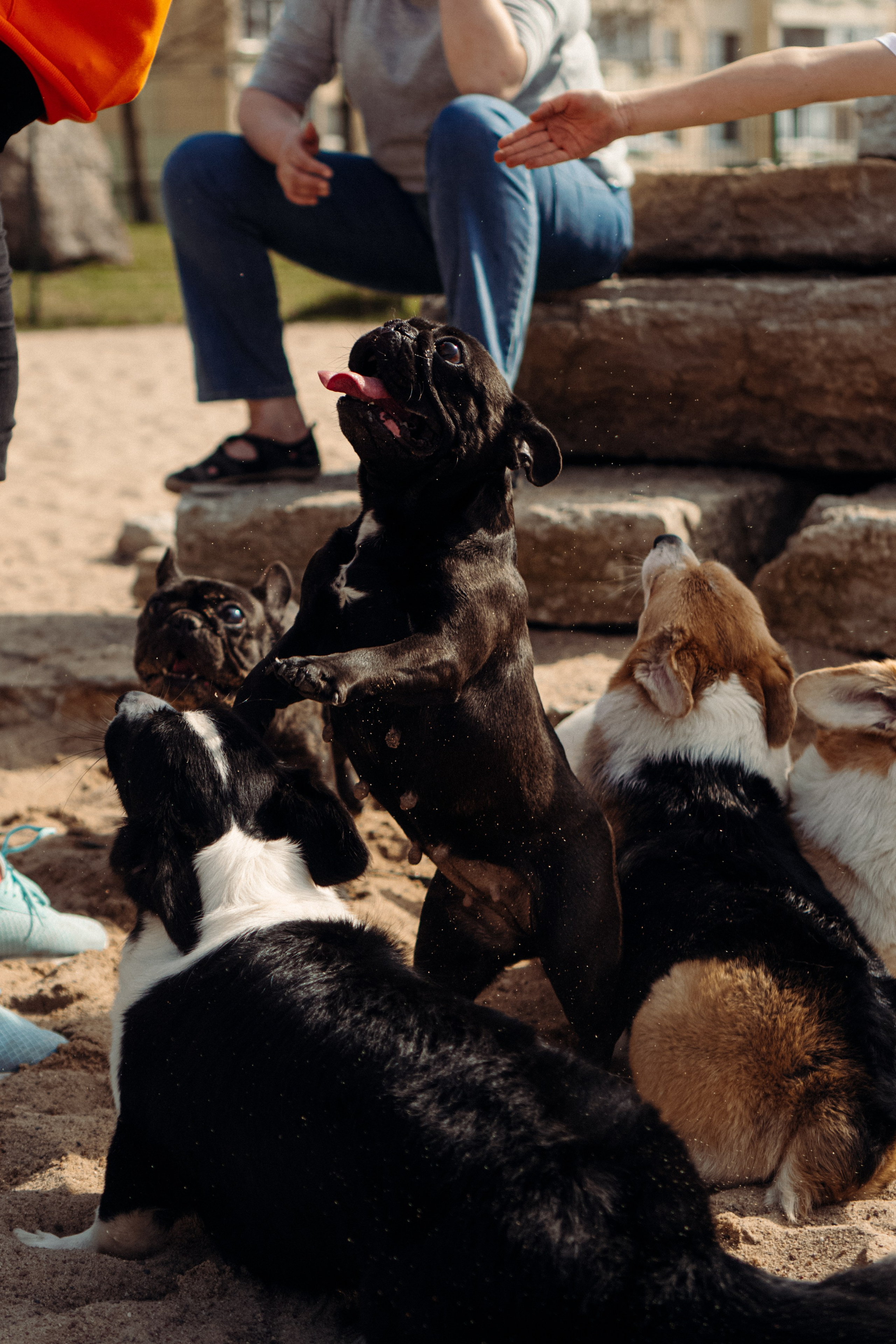 Corgi party, 18 apr. 2025. Kat Laisaar — Pet photographer in Tallinn