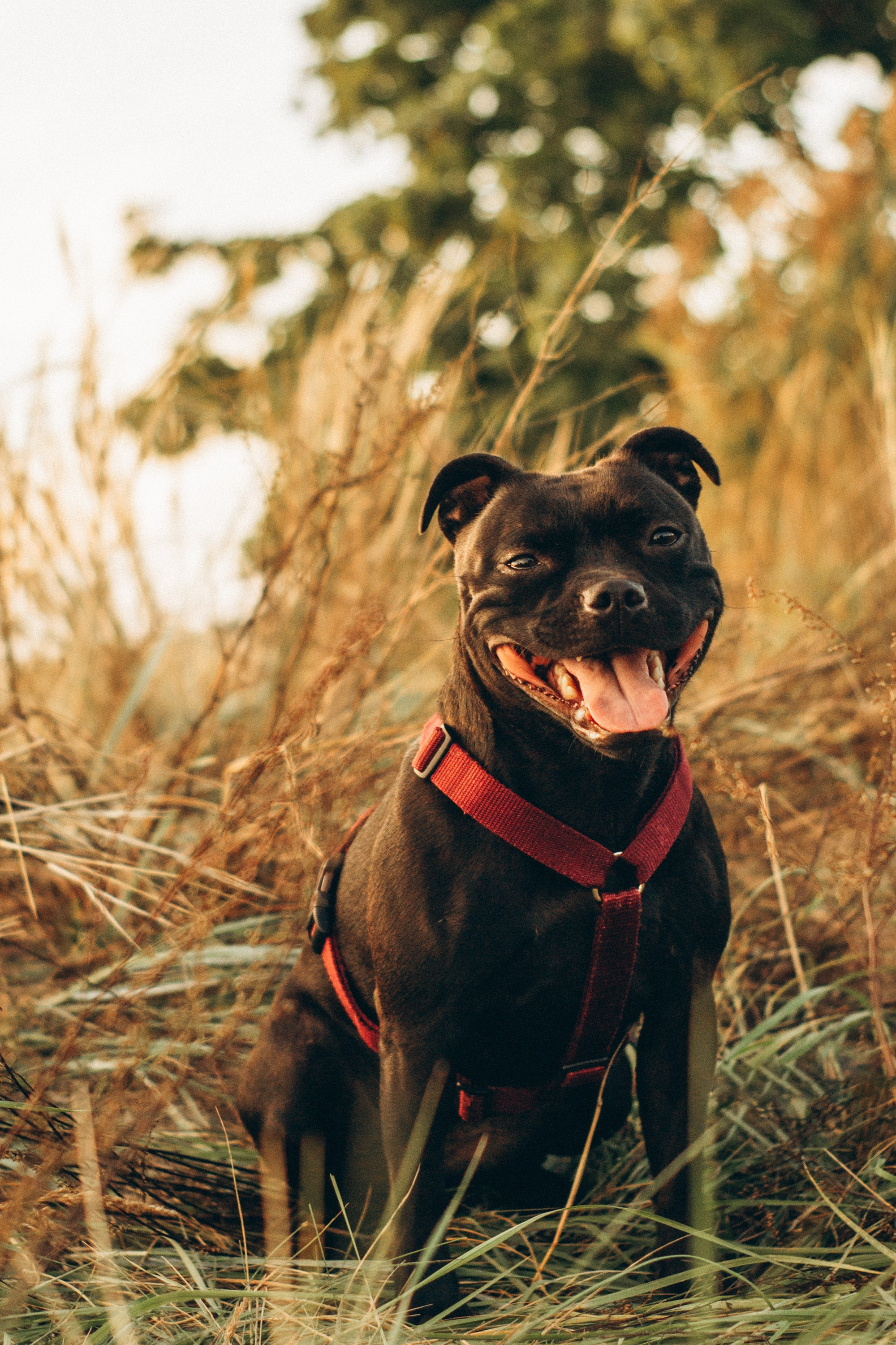 Severa and Barracuda, Staffordshire Bull Terriers. Kat Laisaar — Pet photographer in Tallinn