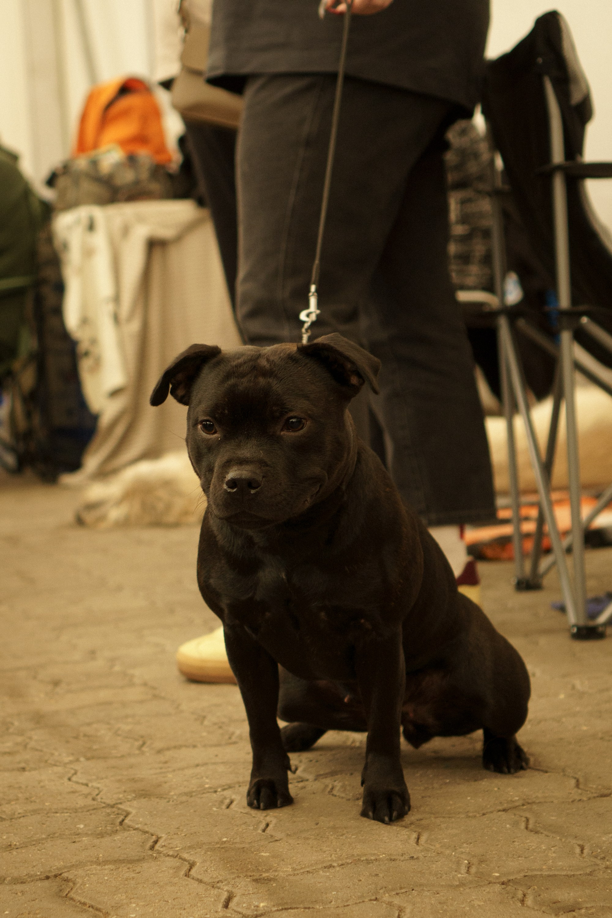 Tartu International Dog Show. Kat Laisaar — Pet photographer in Tallinn