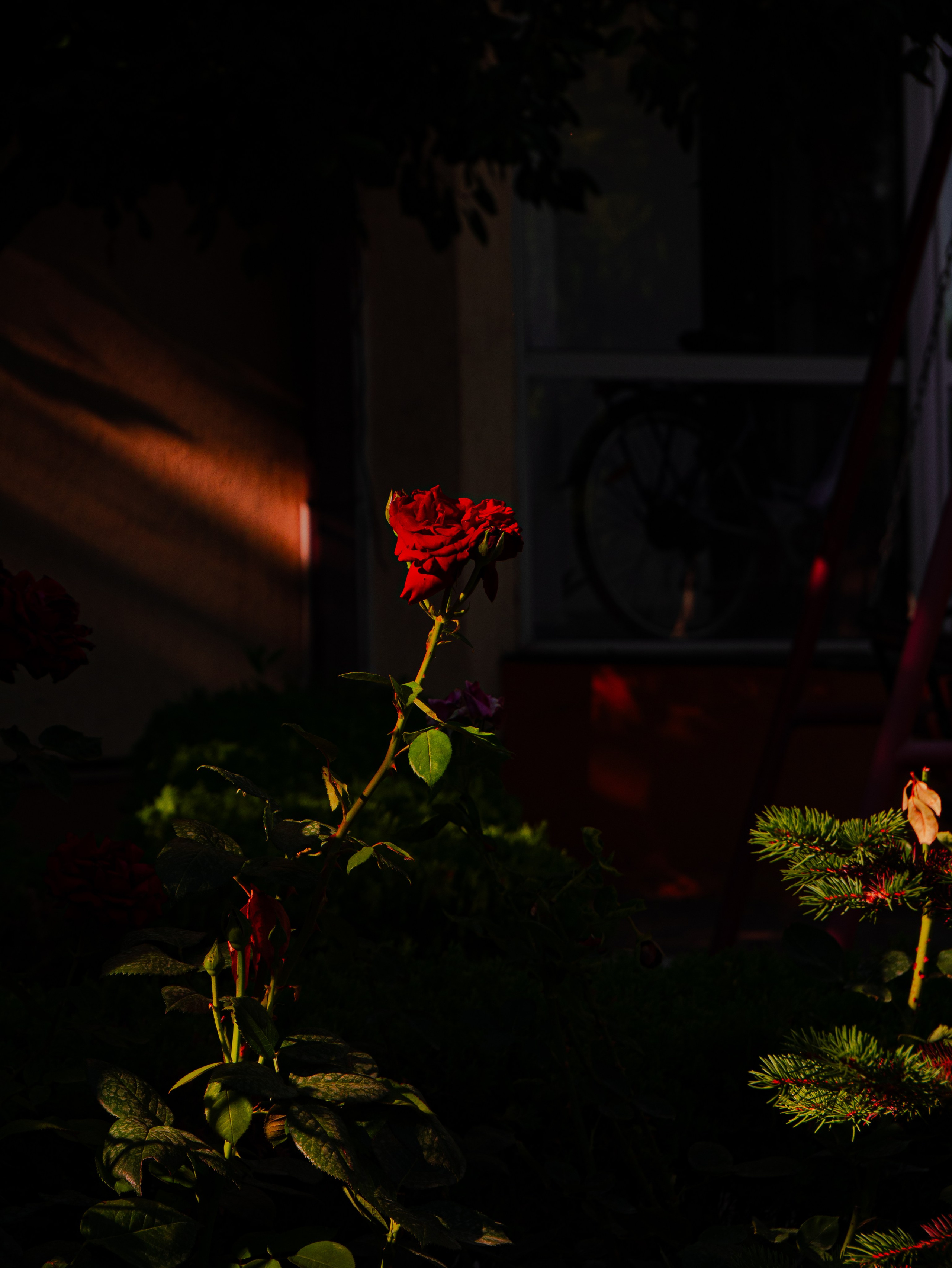 Portrait & Lifestyle