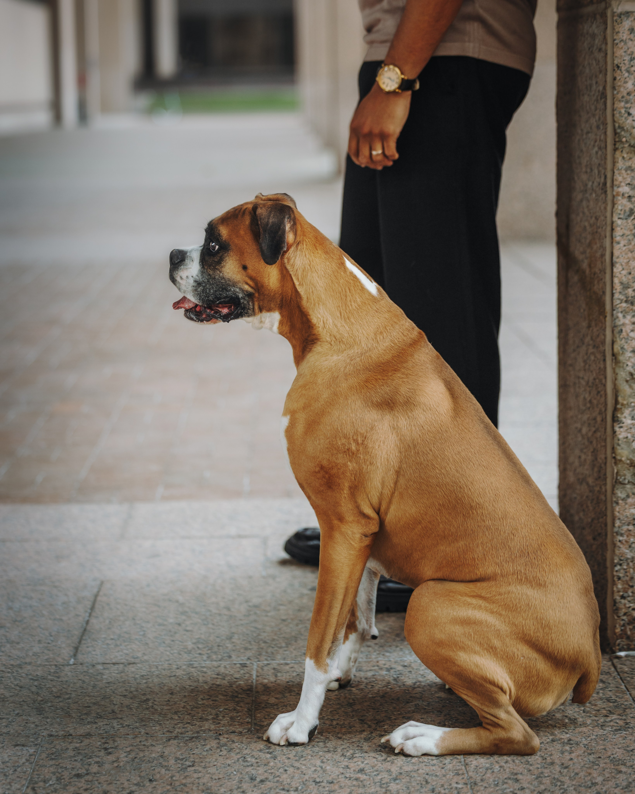 Oliver & Darin. Pet Photographer Viktoriya Aleshenko