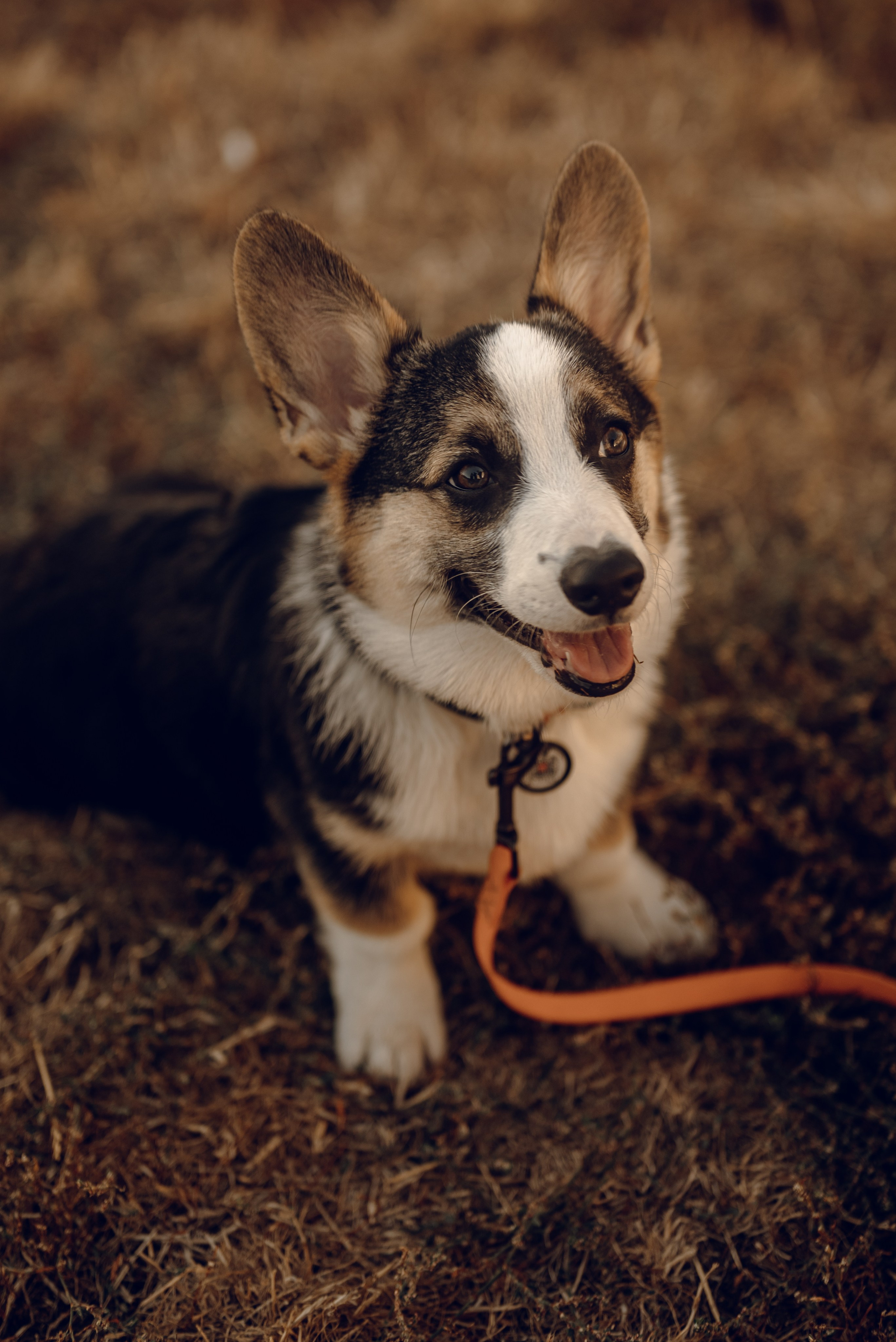 Анна, Назар и Морти. Фотограф Ирина Новикова